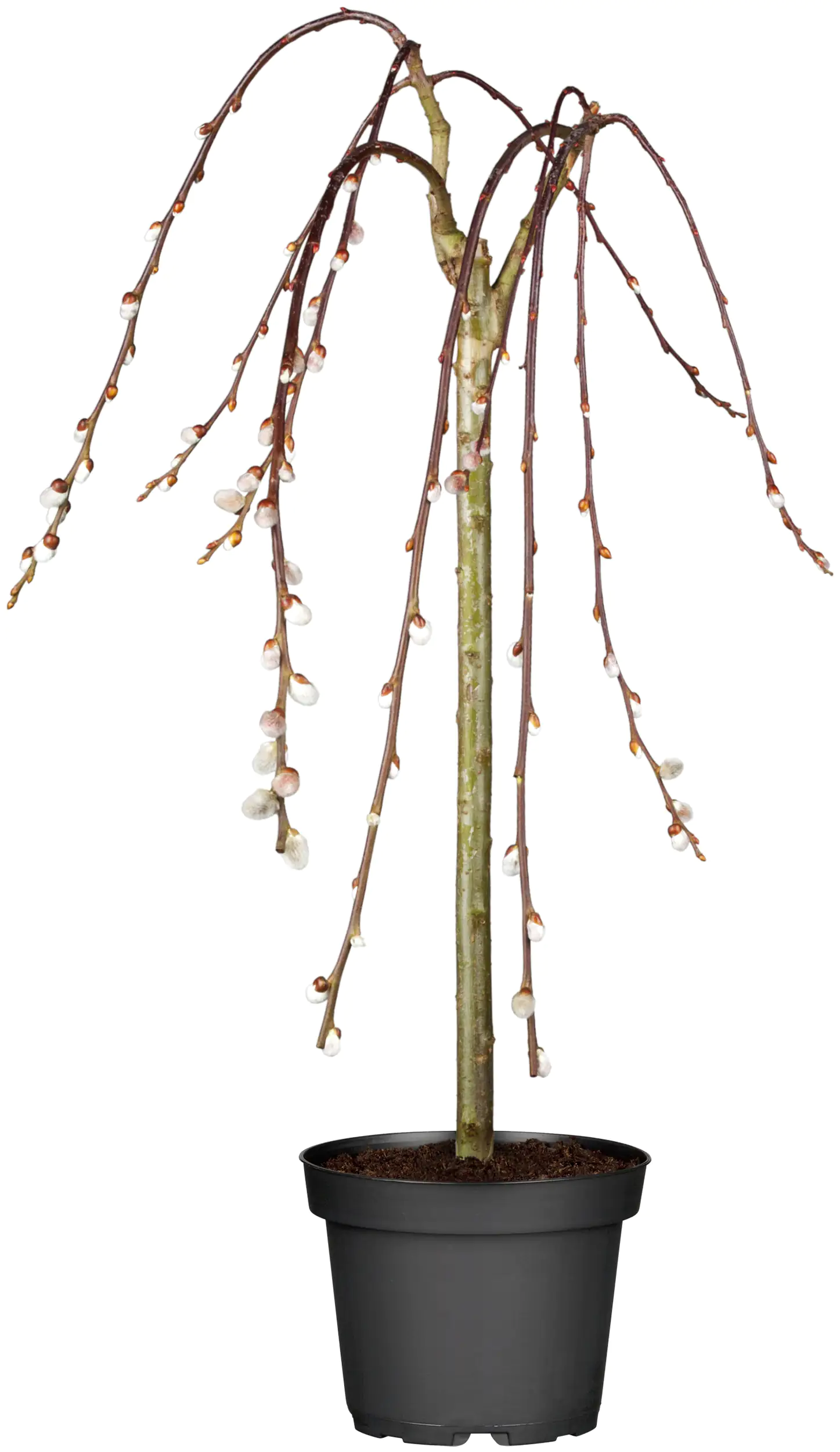 Weidekätzchen Salix Kilmarnock Stamm H ca 90 cm 19 cm Topf Weidekätzchen Salix Kilmarnock Stamm H ca 90 cm 19 cm Topf