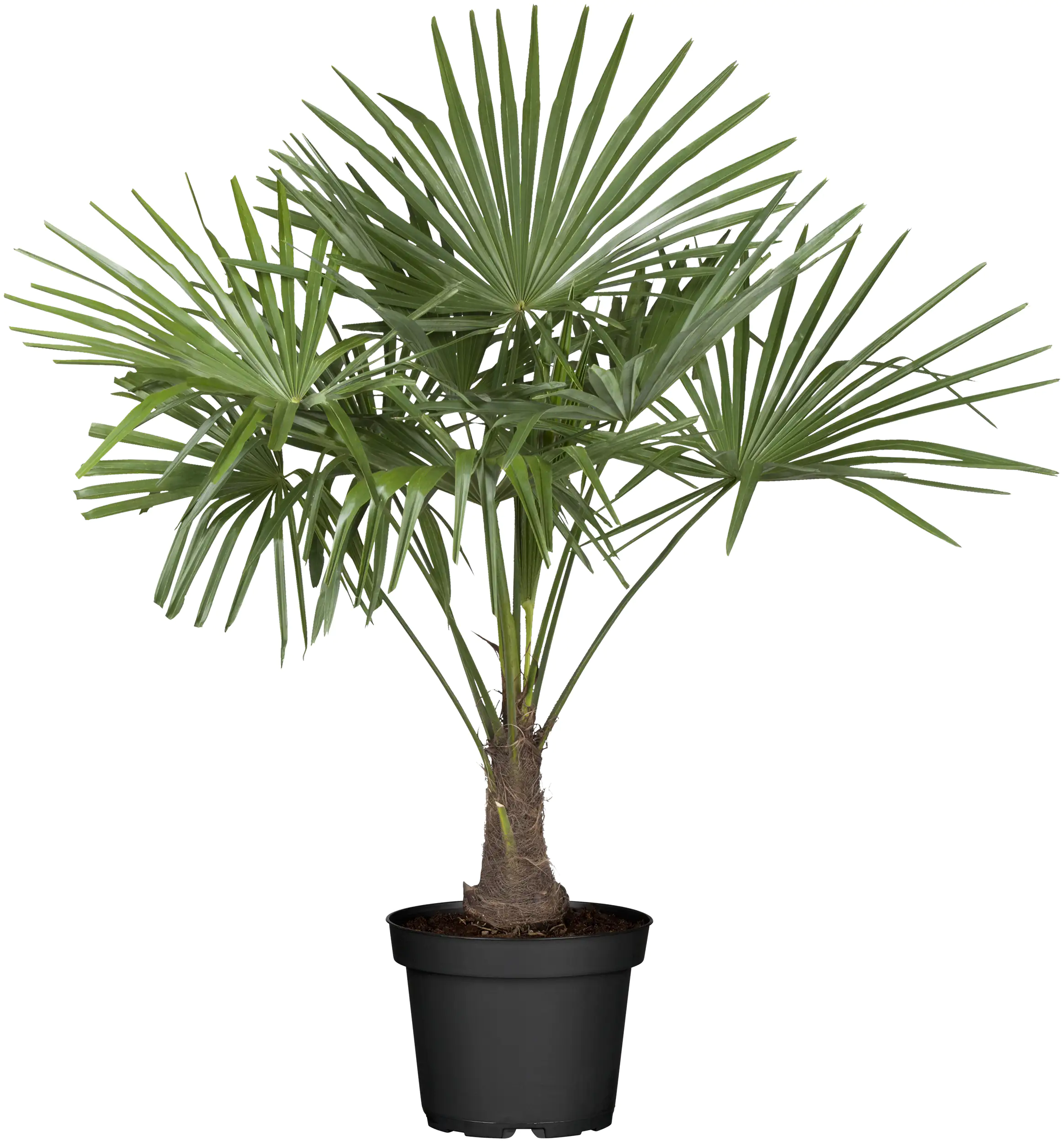 Hanfpalme Trachycarpus fortuneii H 80 - 90 cm 25 cm Topf Hanfpalme Trachycarpus fortuneii H 80 - 90 cm 25 cm Topf