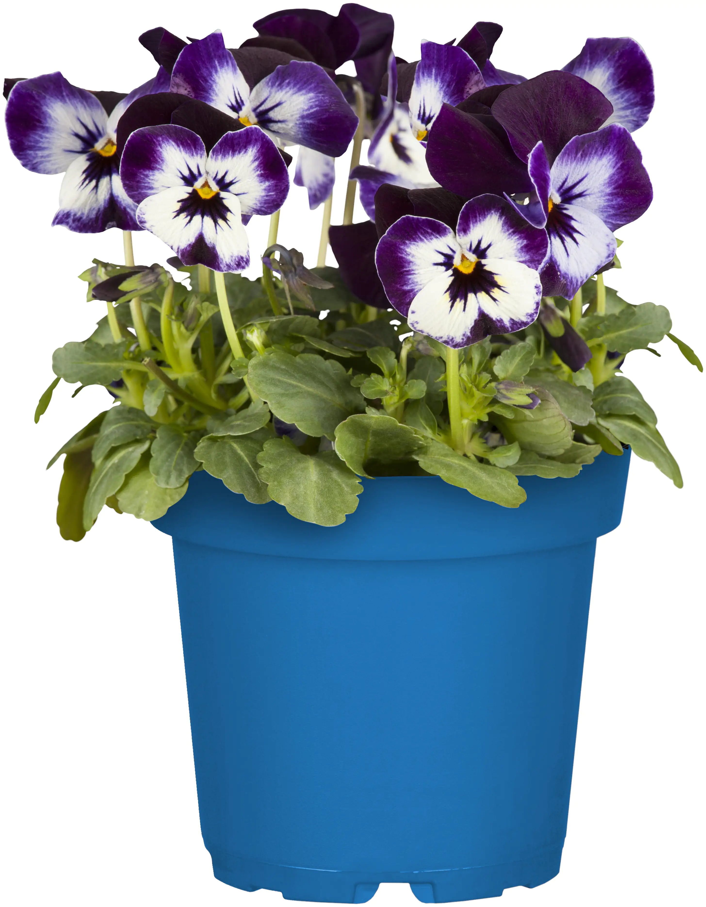 Bio Hornveilchen Viola Cornuta 10,5 cm Topf