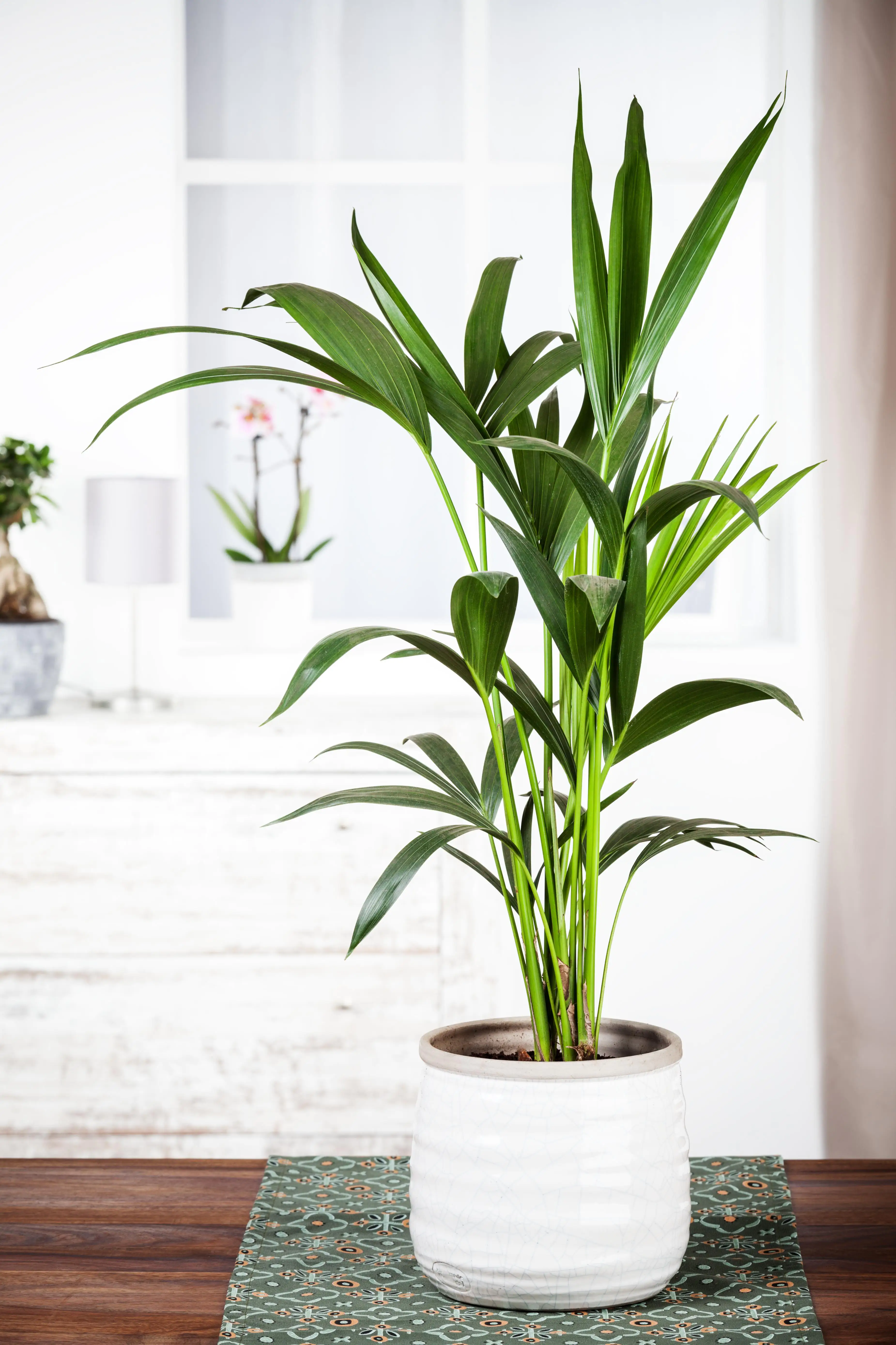 Kentiapalme Howea forsteriana H ca. 80 cm 19 cm Topf 