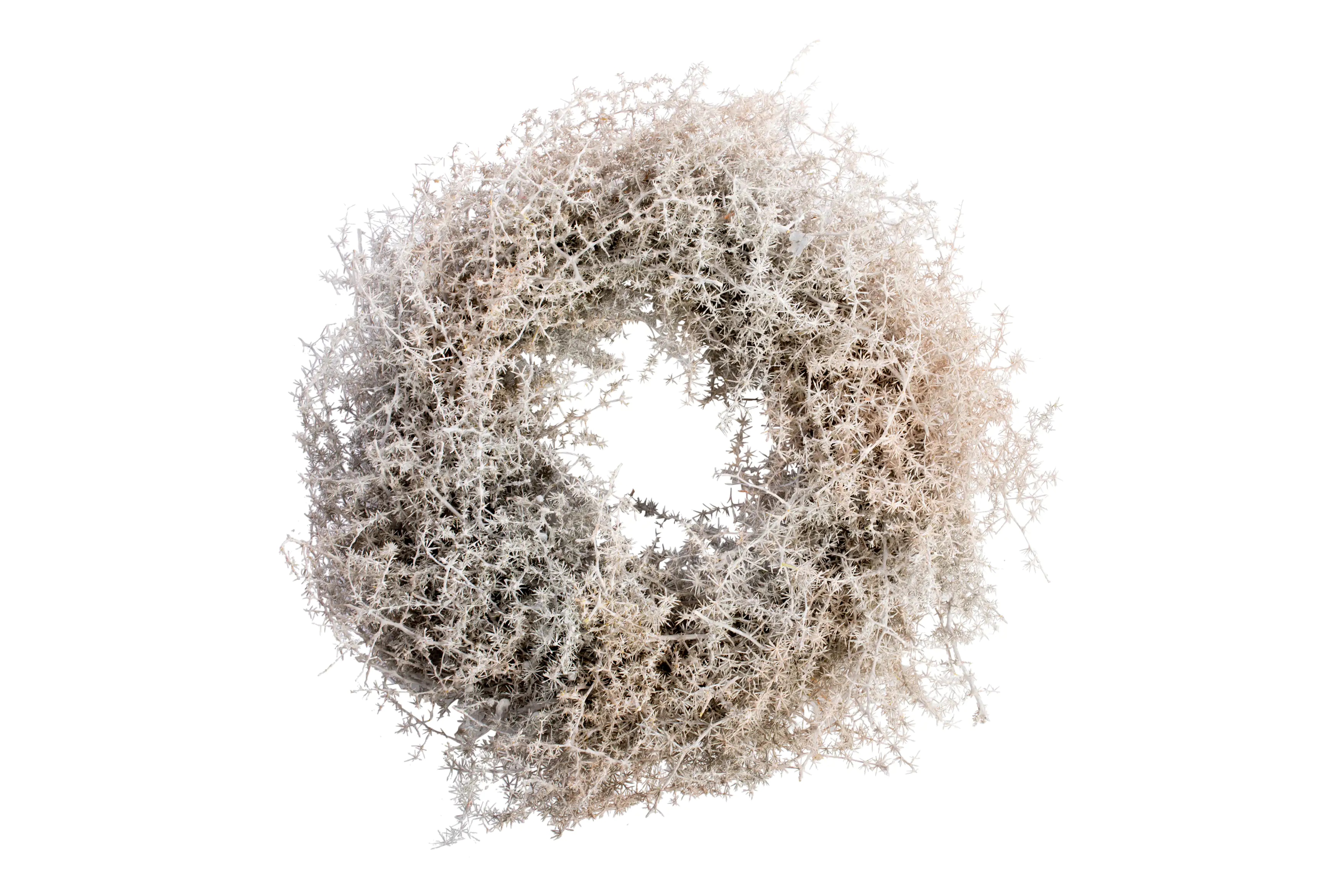 Freese Asparagus-Kranz gewachst weiß Ø 25 x 10 cm