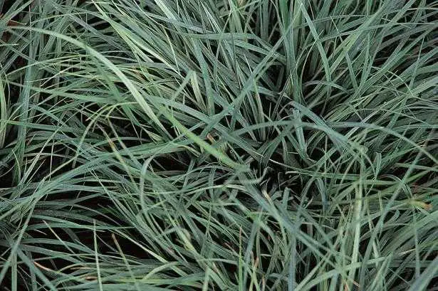 Ziergras Carex panicea 17 cm Topf