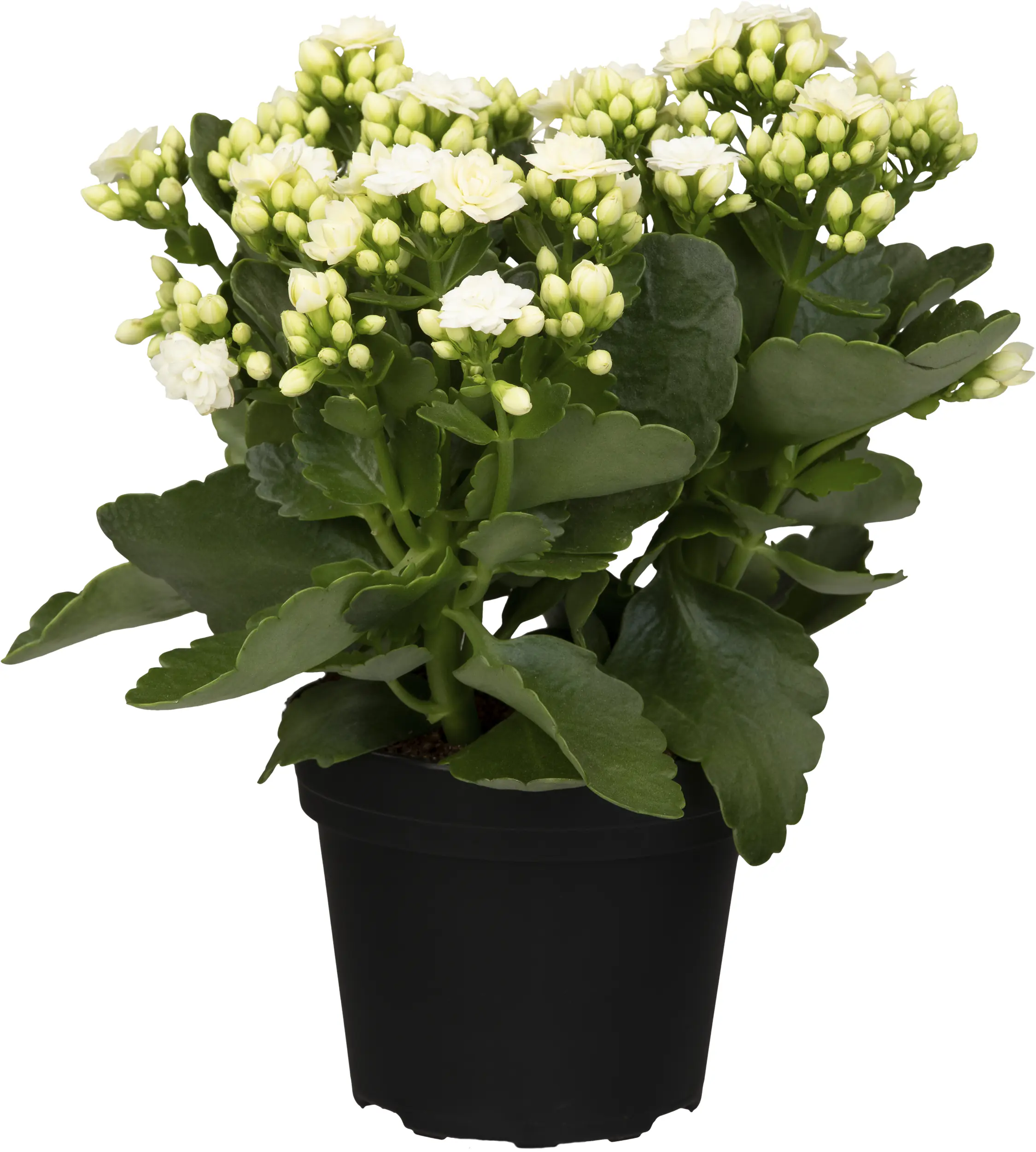 Kalanchoe Flammendes Käthchen Queen Mix 14 cm Topf