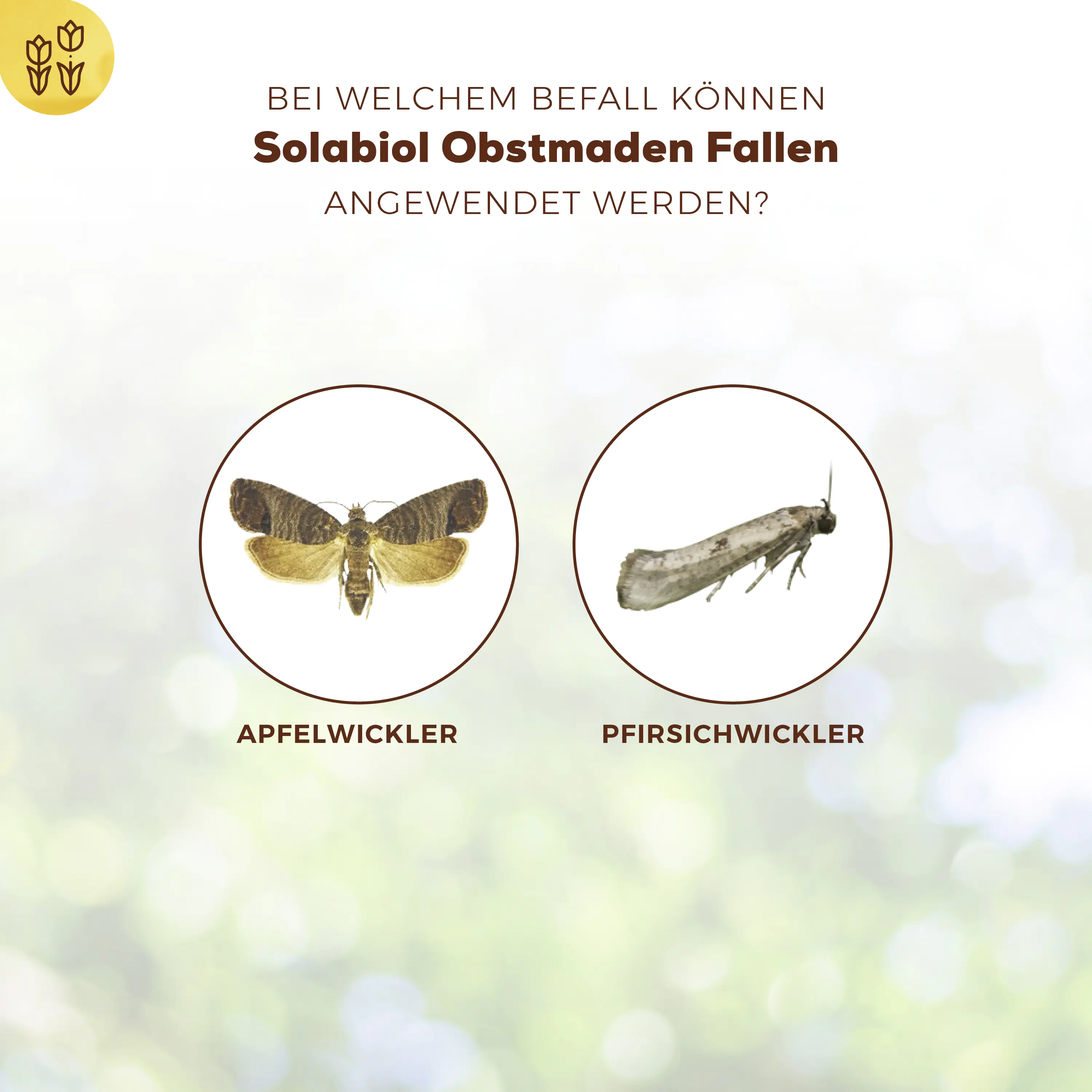 Solabiol Obstmaden Fallen 5 Stück