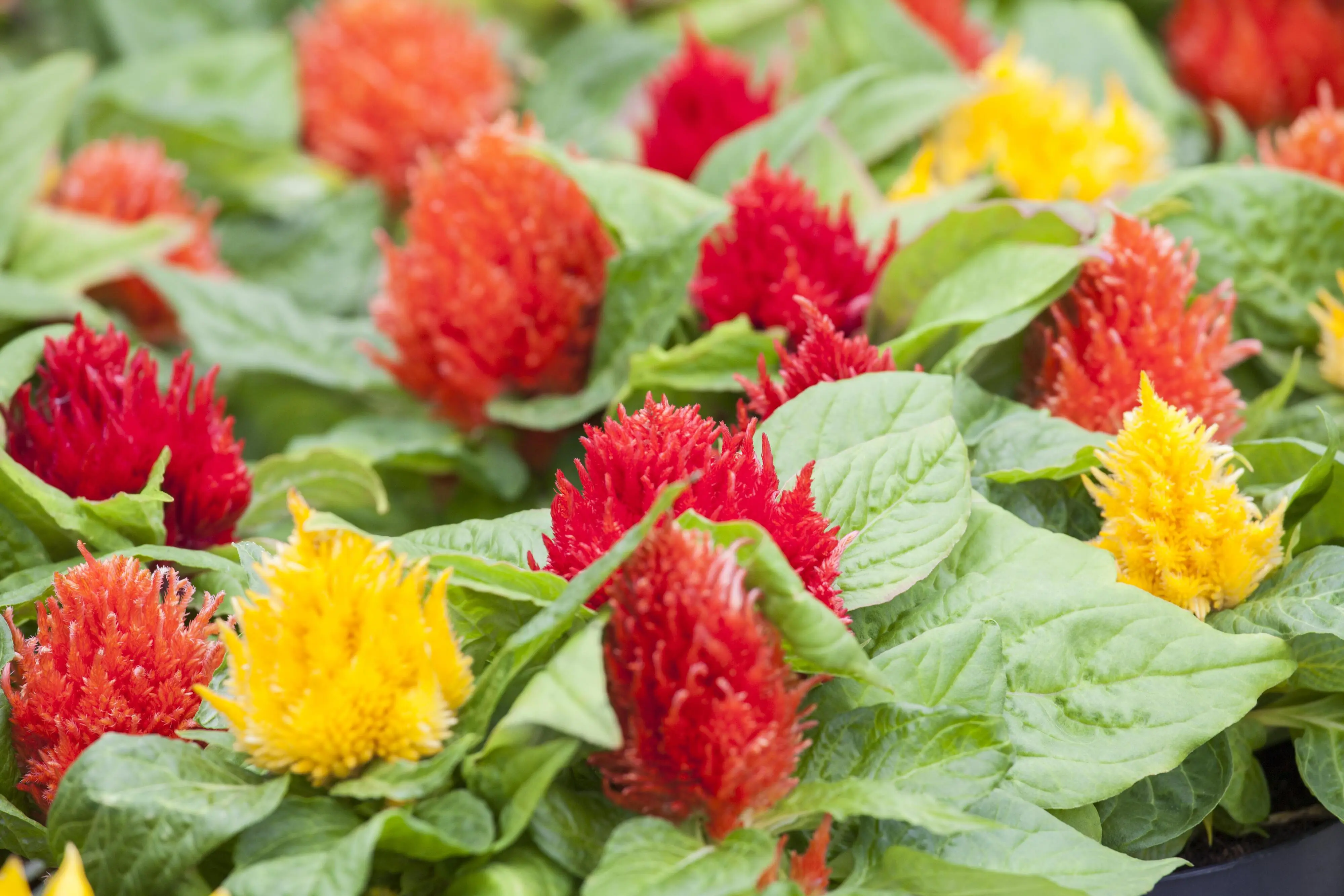 Sommerblüher Sunny Collection Celosia plumosa Trio 13cm Topf