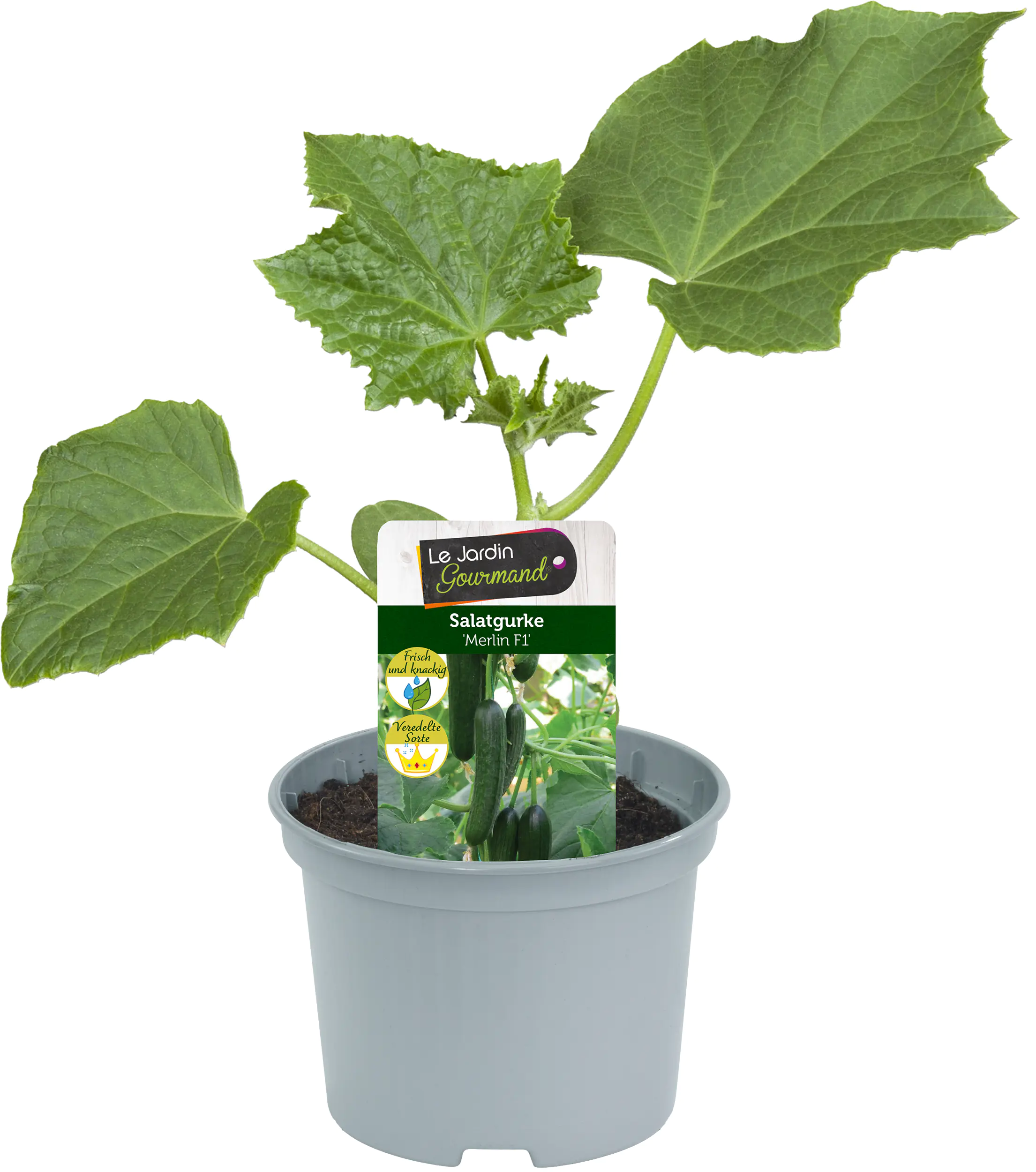 Gemüsepflanze veredelte Sorten Gurke 12 cm Topf Gemüsepflanze veredelte Sorten Gurke 12 cm Topf