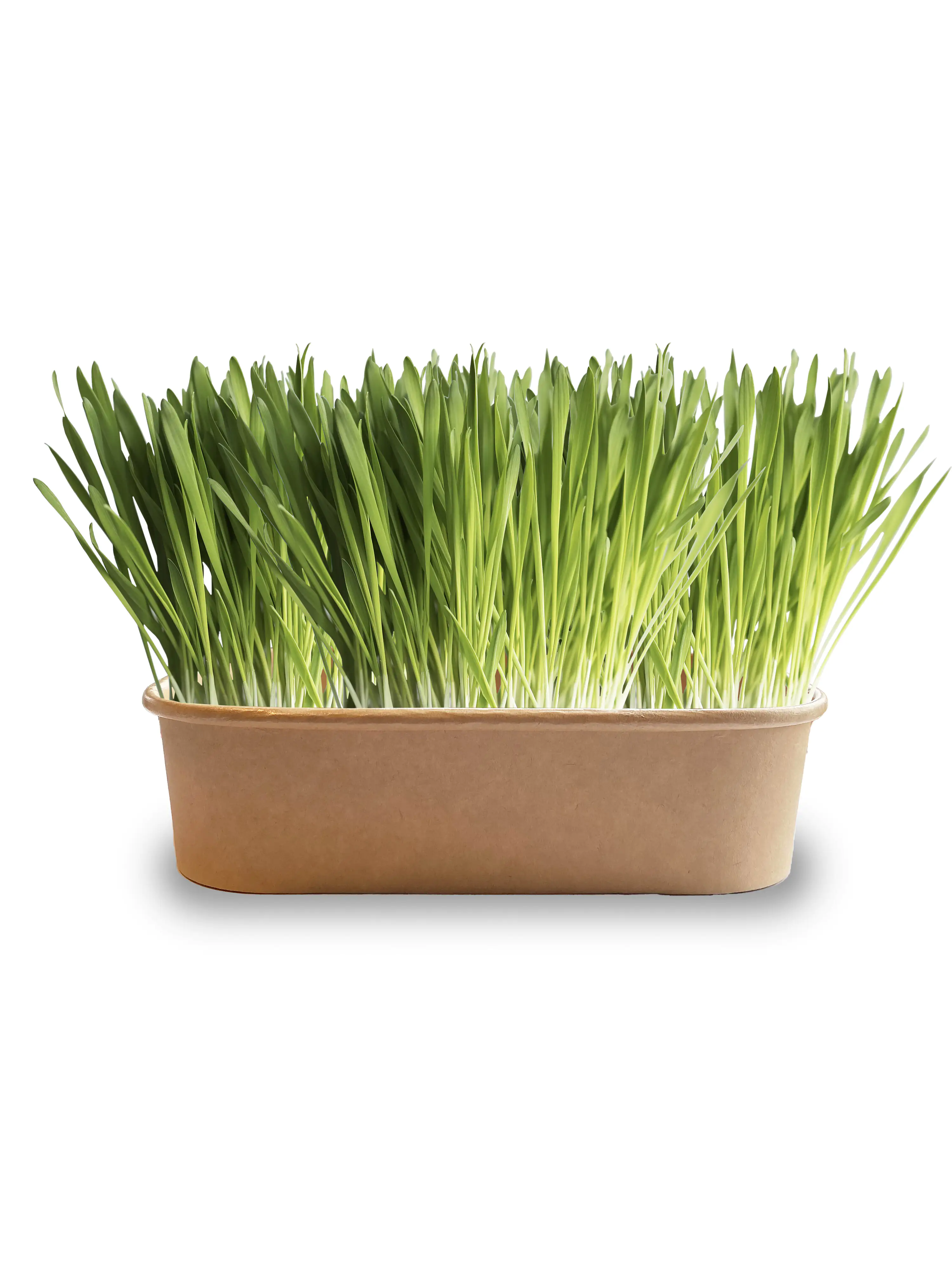 Baza Seeds Pet Buffet Gourmet Gras für Kaninchen