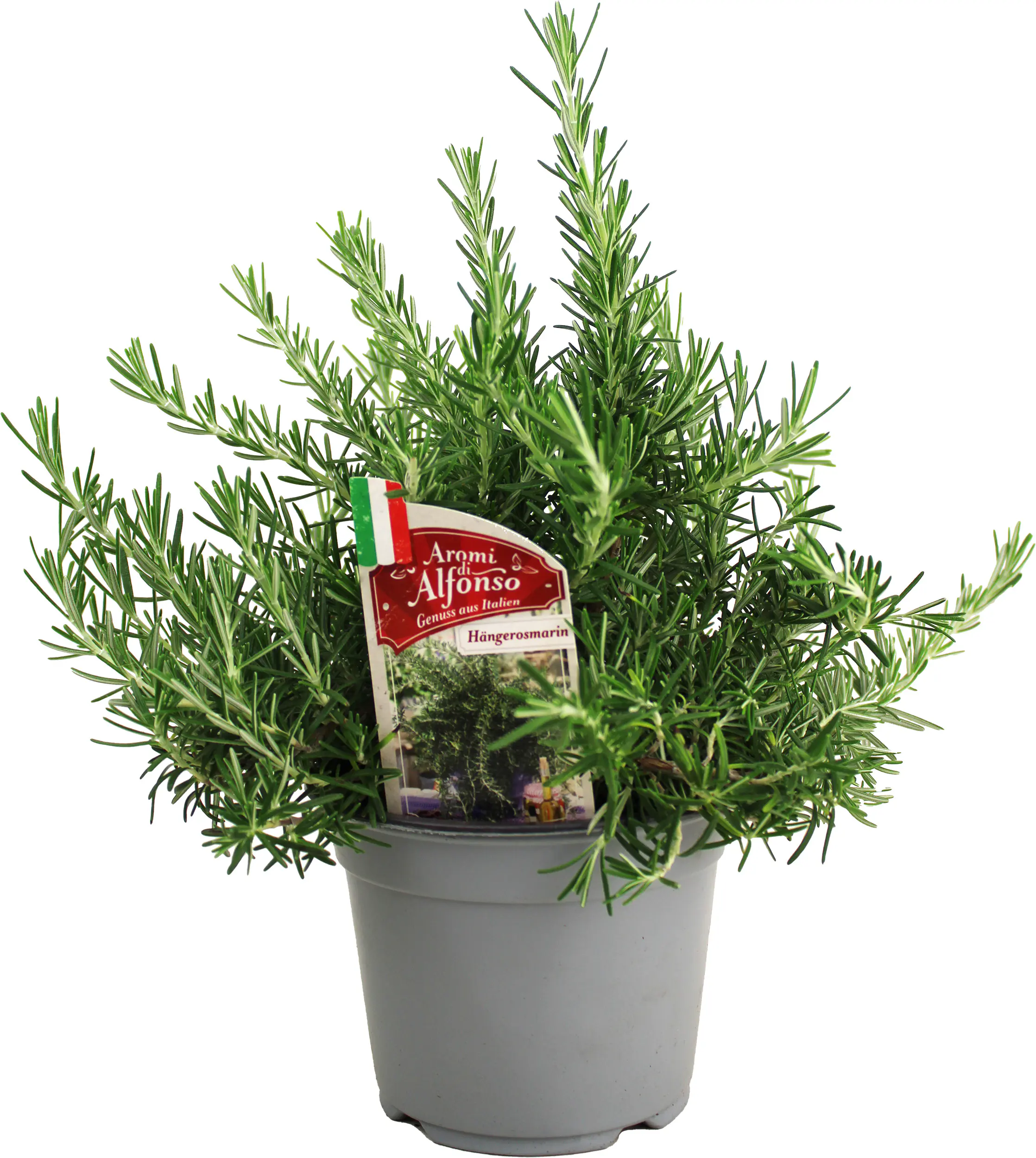 Hänge-Rosmarin Rosmarinus officinalis 'Prostratus' 14 cm Topf Hänge-Rosmarin Rosmarinus officinalis 'Prostratus' 14 cm Topf