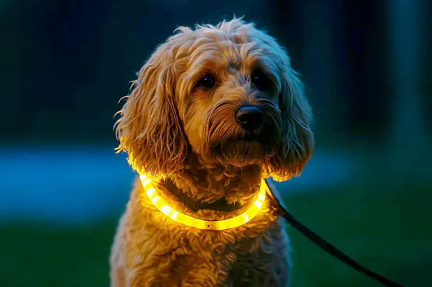 Leuchthalsbänder für Hunde