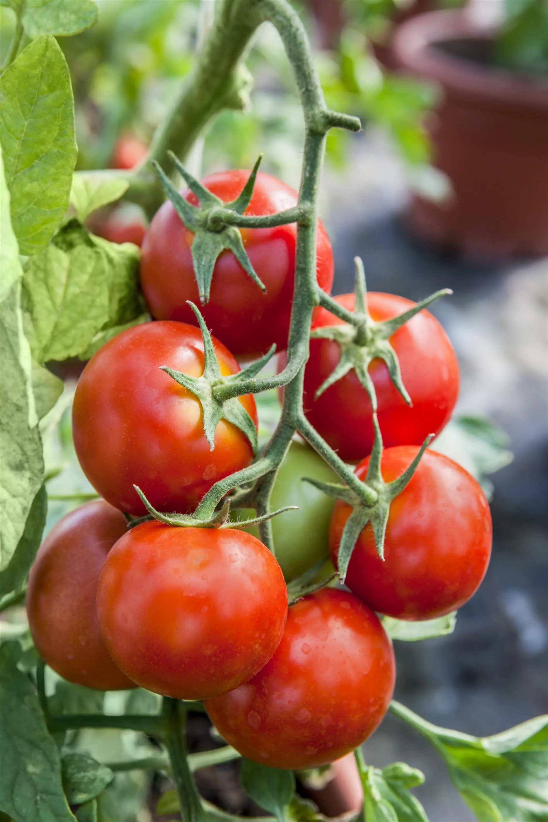 XXL Gemüsepflanzen Strauchtomate 1,7 Liter Container