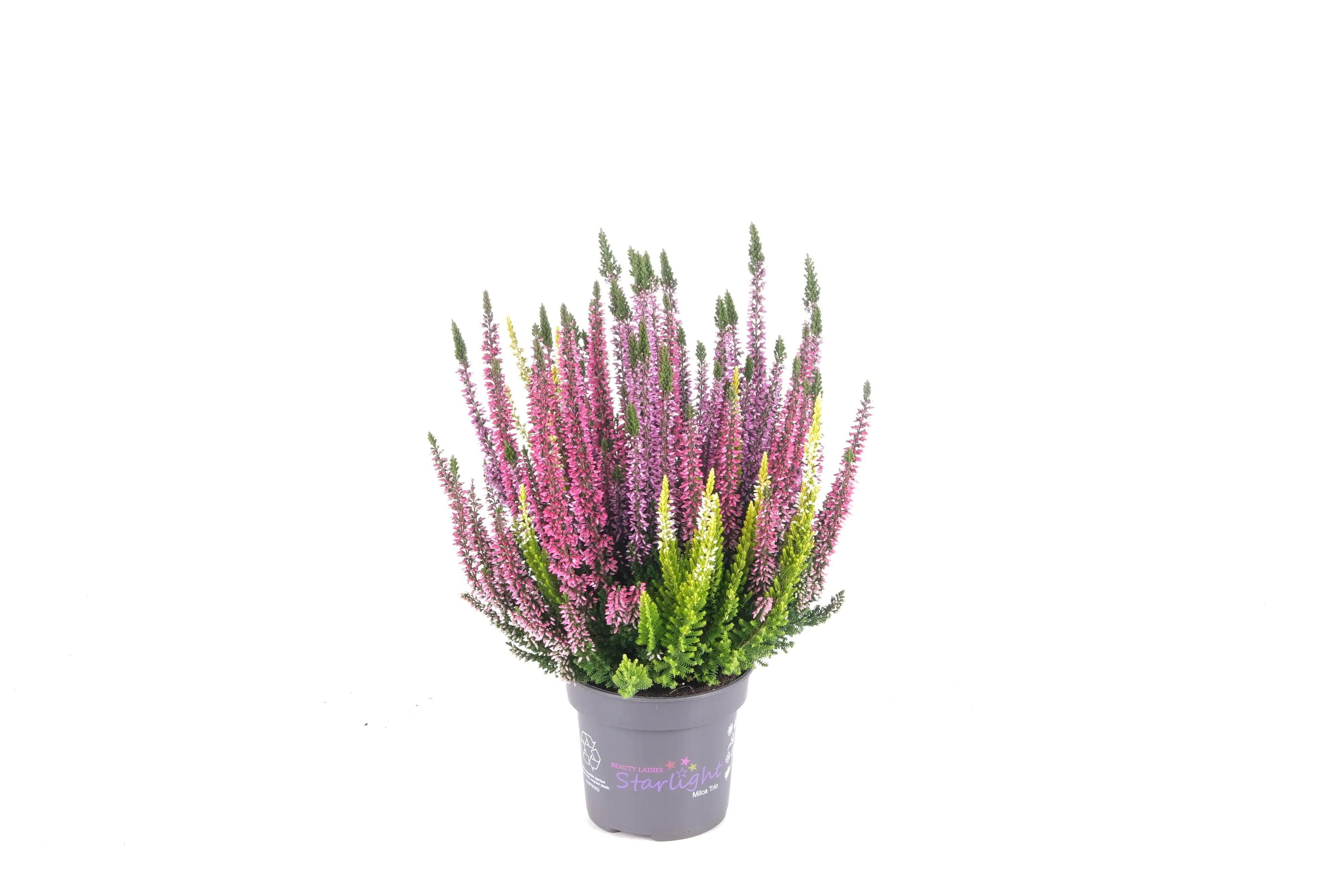 Sommerheide Calluna Beauty Ladies Starlight 13 cm Topf