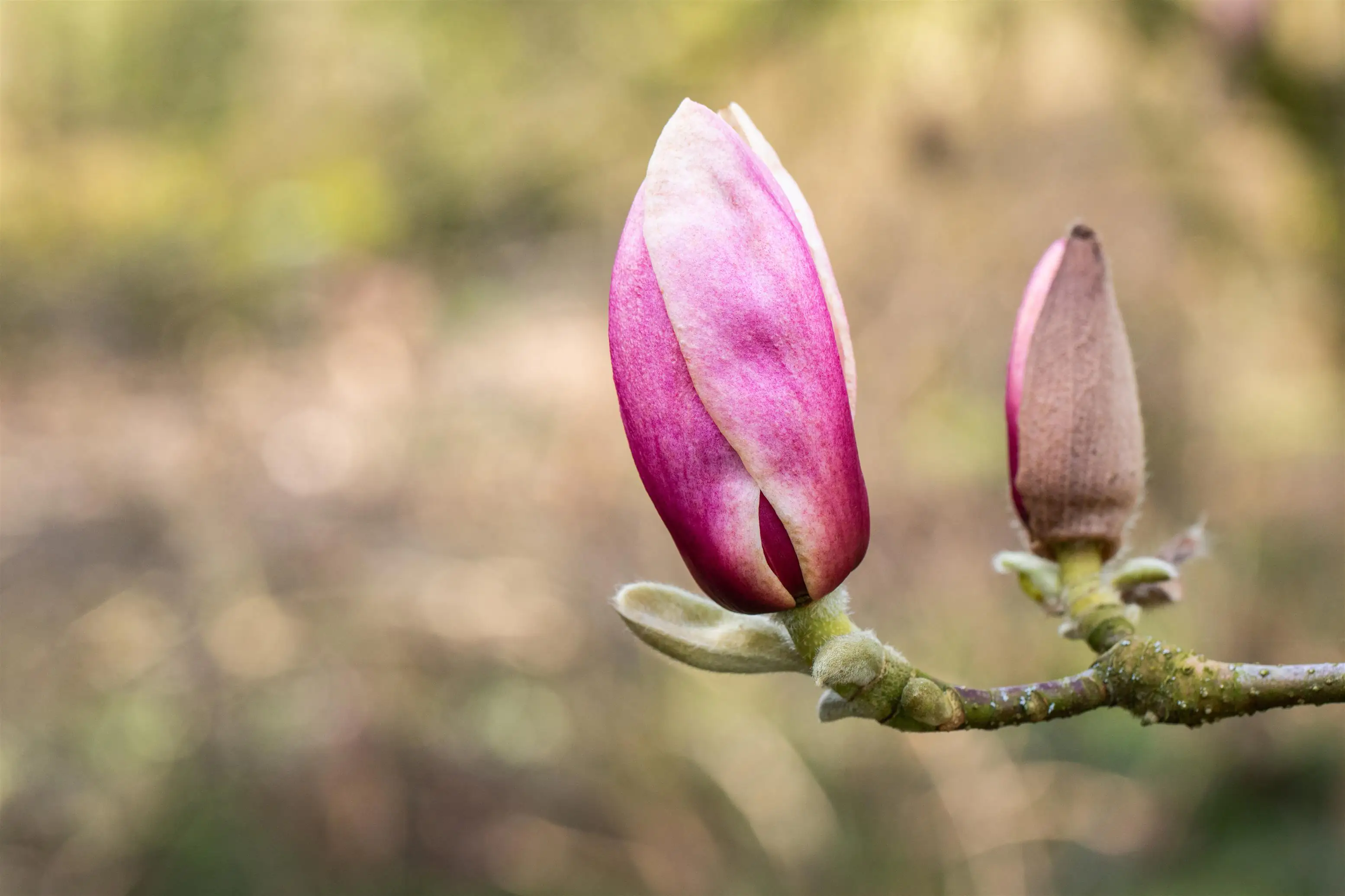 Tulpenmagnolie 5 l Container Tulpenmagnolie 5 l Container