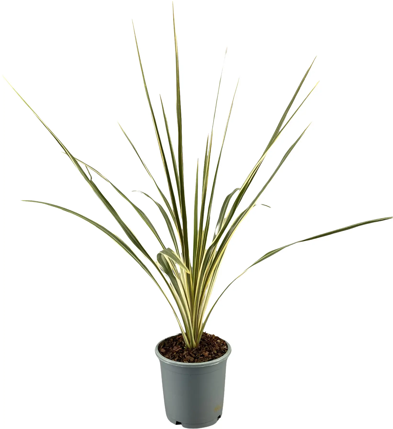 Keulenlilie Cordyline Australis 13 cm Topf