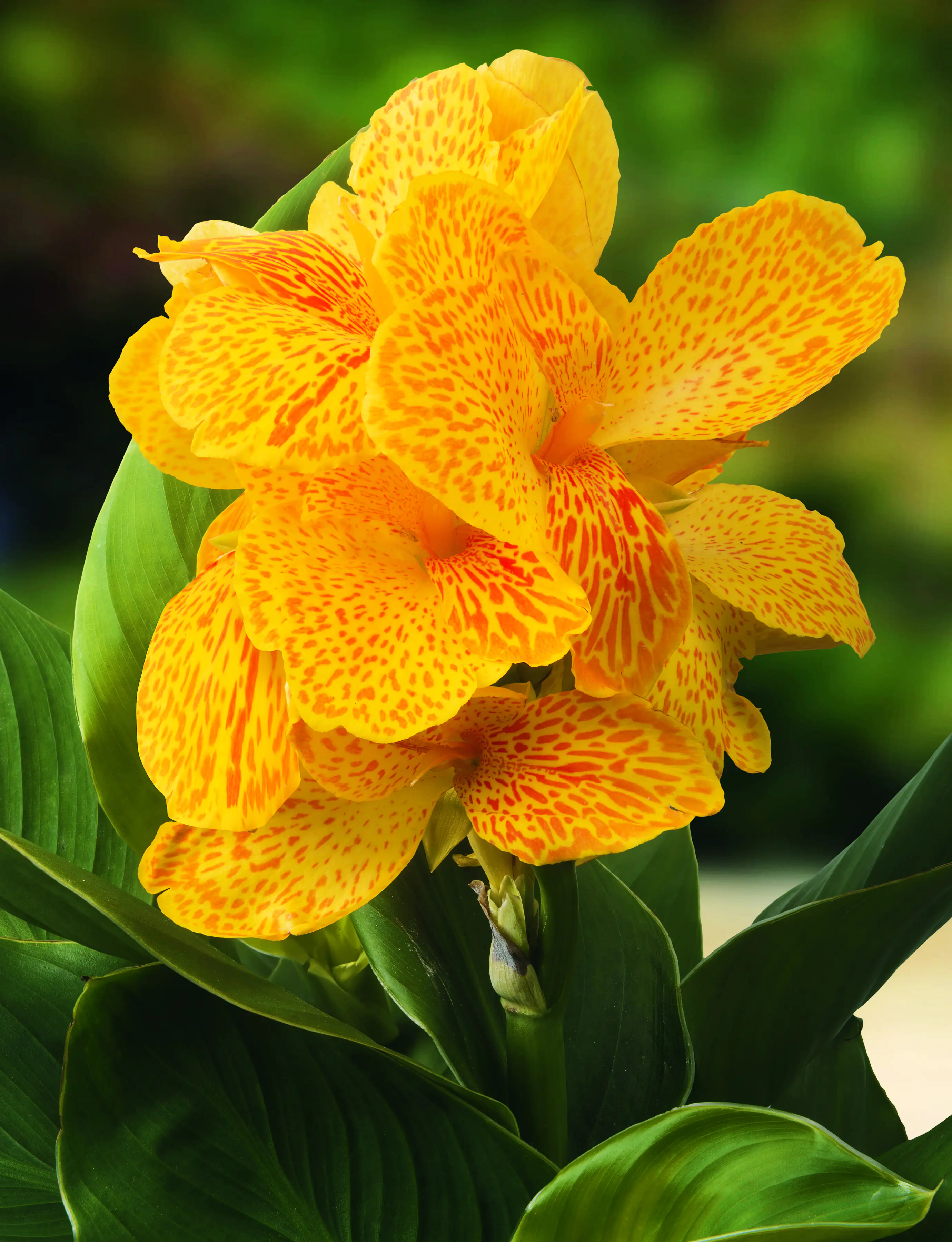 Indisches Blumenrohr Canna in Sorten Farben Mix H 40 cm 5 L Container