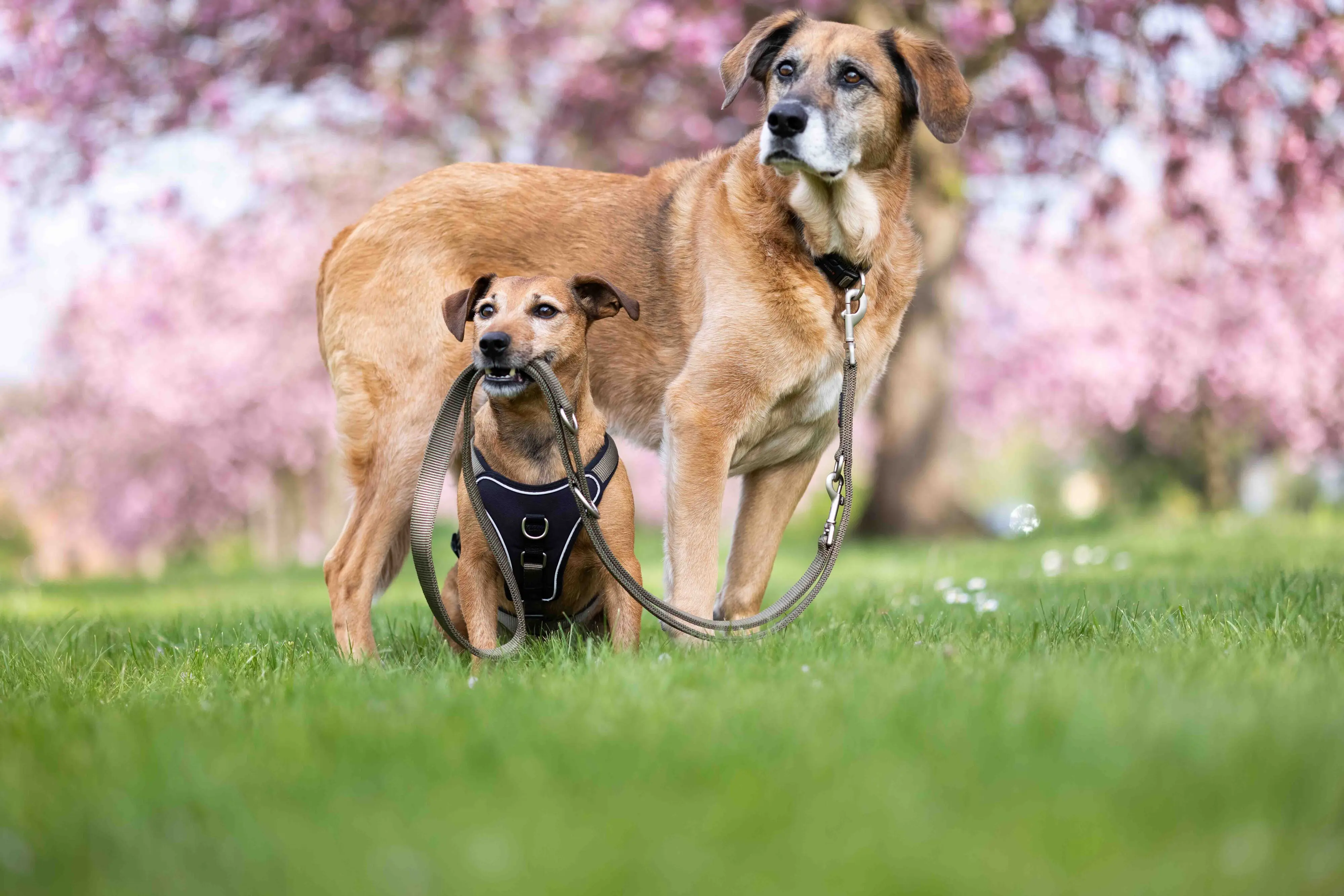 Wolters Hundeleine Professional Comfort olive/schwarz