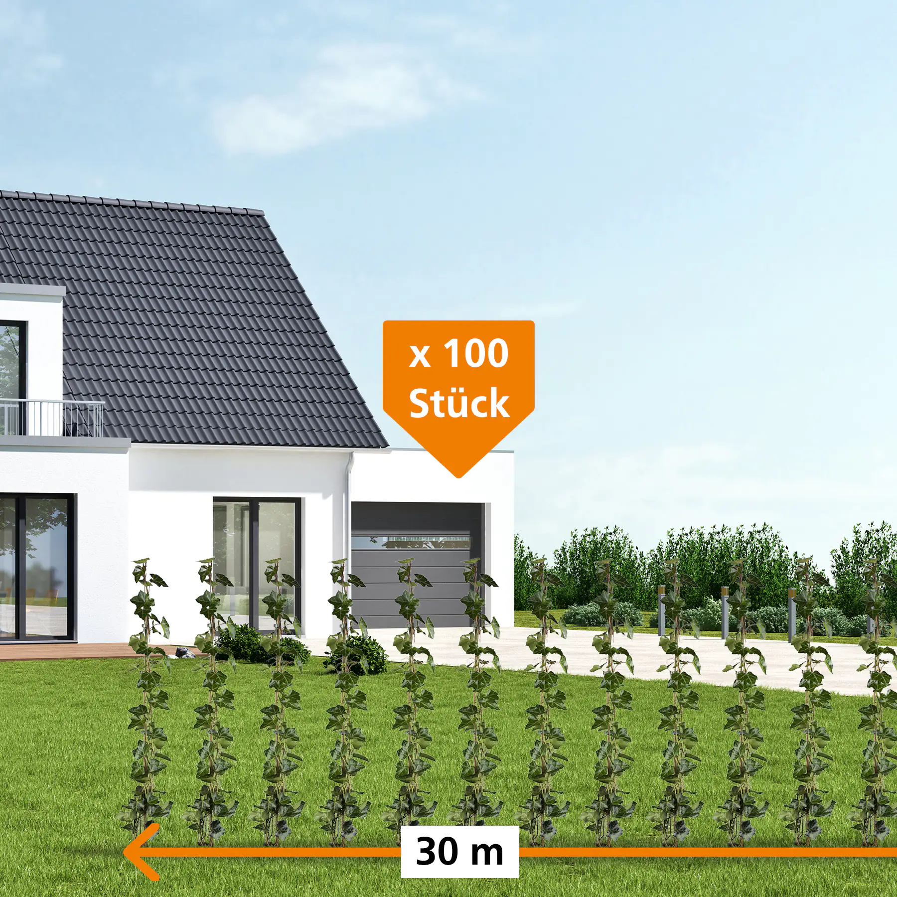 Großblättriger Efeu Hedera helix hibernica H 100 - 120 cm, 100 Stück