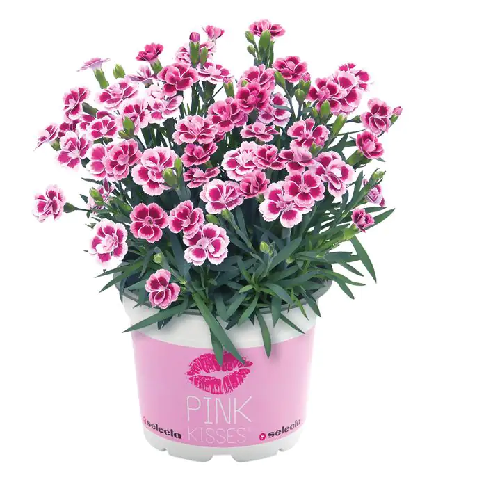 Nelke Dianthus Pink Kisses 12 cm Topf