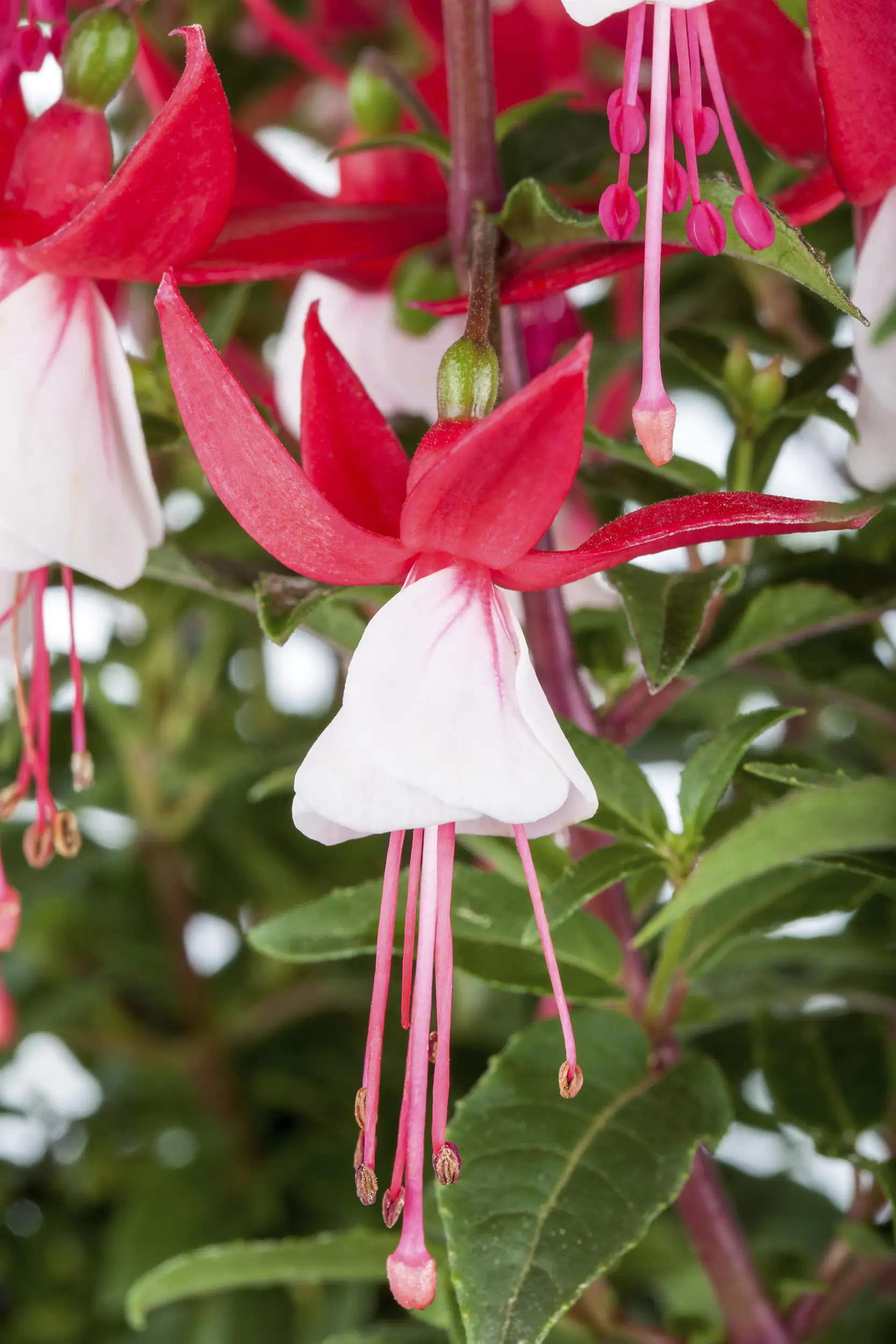 Fuchsien Pyramide H ca. 65 cm 17 cm Topf