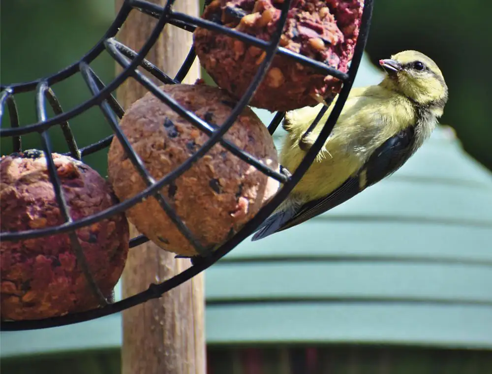 Nobby Meisenknödel-Ring Ø 23 cm, schwarz