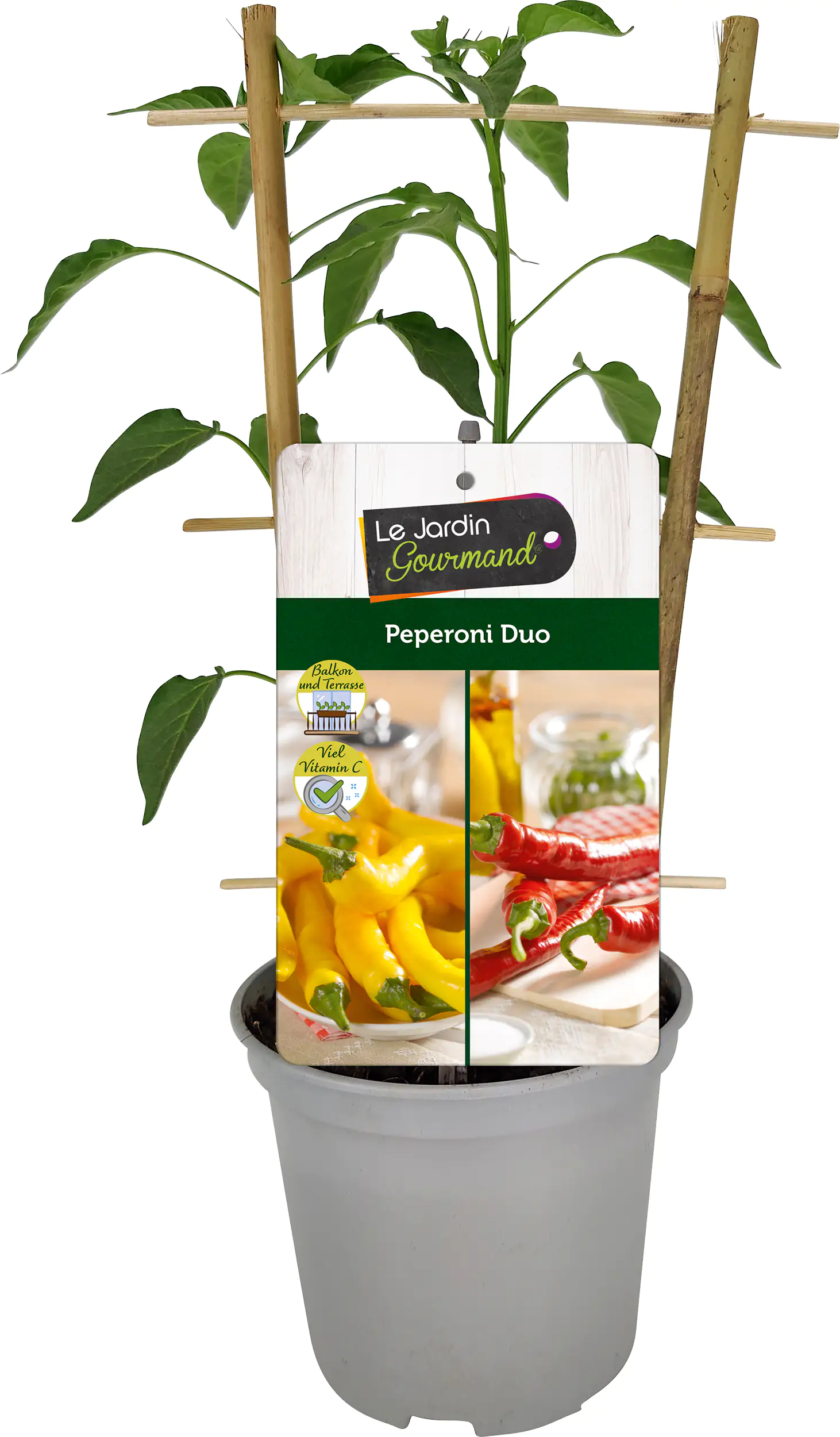 Peperoni Capsicum H ca 20 cm 12 cm Topf