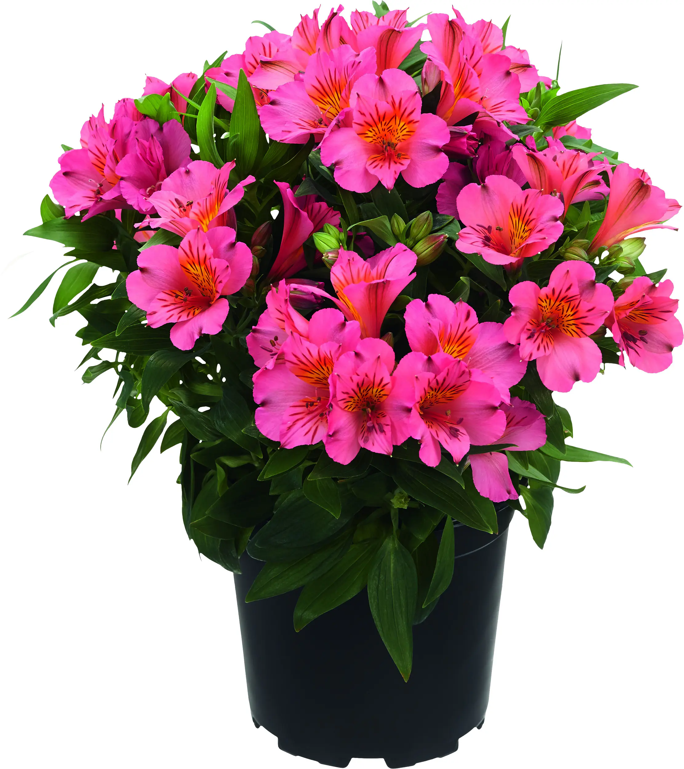 Alstromeria Inkalilie in Sorten 20 - 30 cm 5 L Container