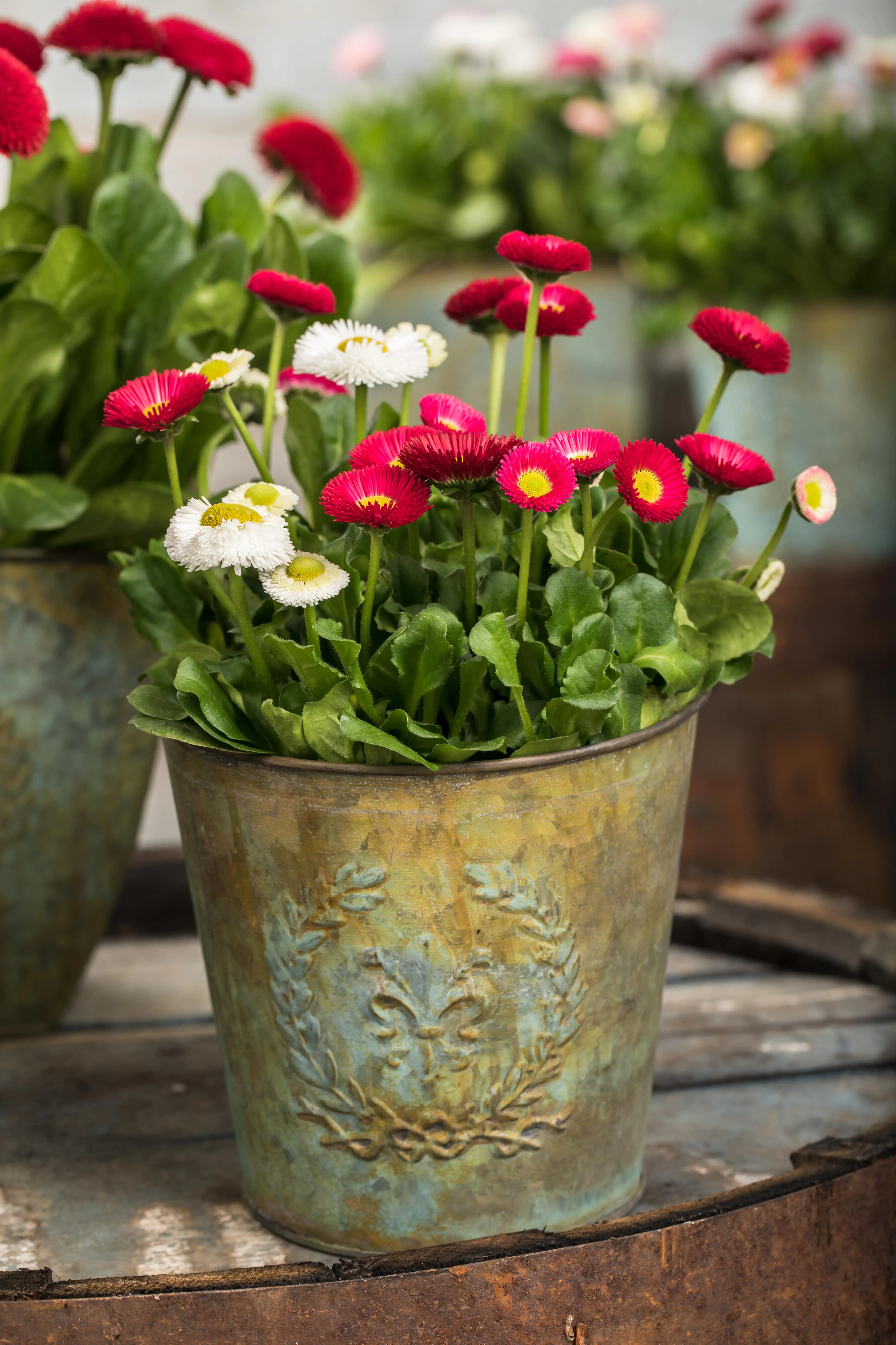 8717929979202_1 Gänseblümchen Bellis H ca. 10 cm 10er Pack
