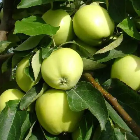 4029395004772 Apfelbaum Malus Weißer Klarapfel 7,5 L Container