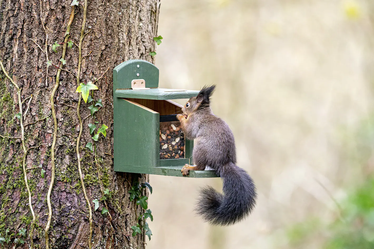 CJ Wildlife Eichhörnchen Futterautomat Tofino grün LxBxH: ca. 30x13x22,5 cm CJ Wildlife Eichhörnchen Futterautomat Tofino grün LxBxH: ca. 30x13x22,5 cm