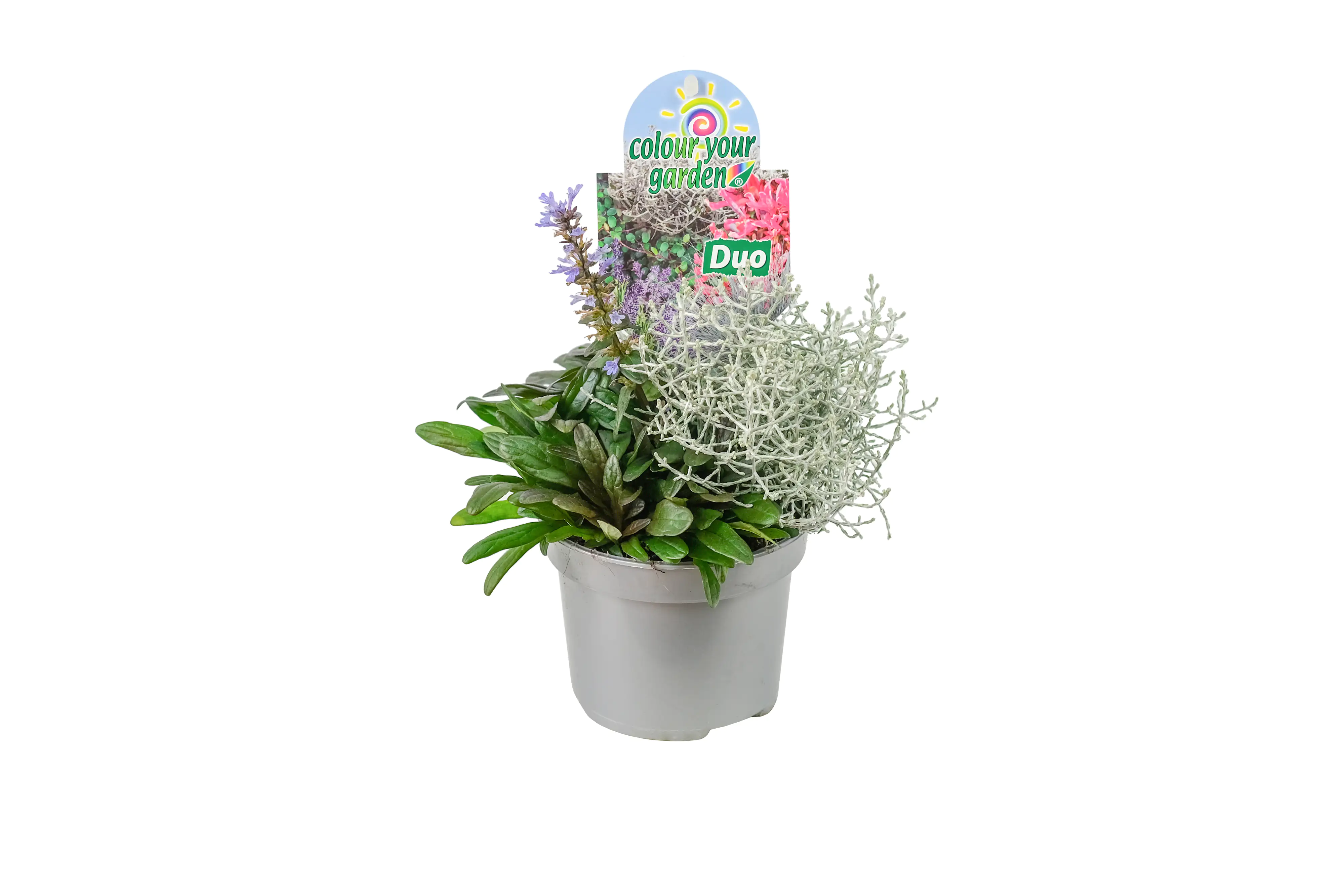 Herbstpflanzen - Duo 13 cm Topf