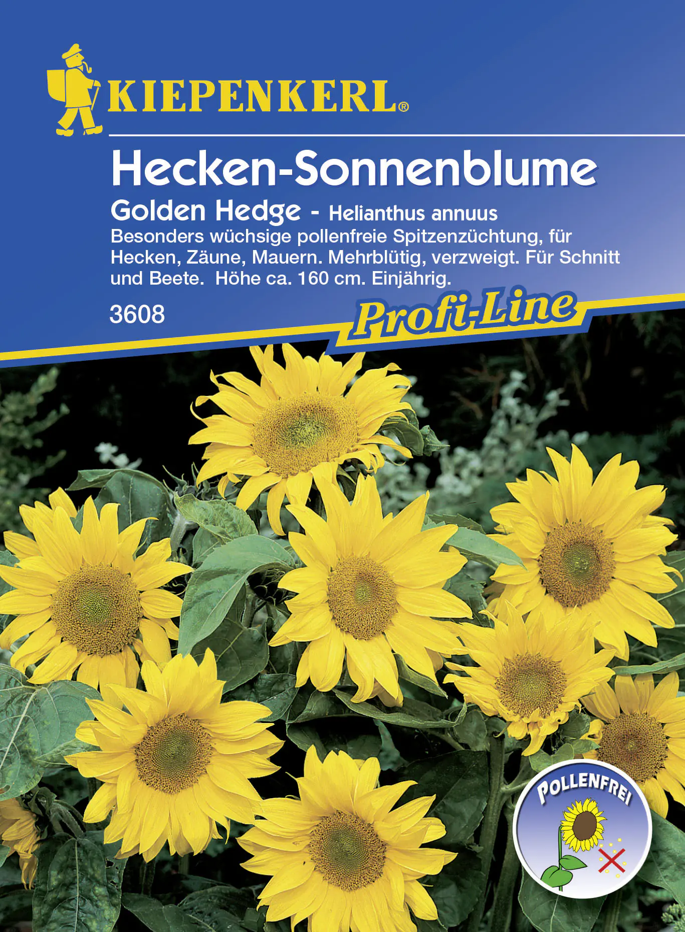 Kiepenkerl Sonnenblume Golden Hedge Helianthus annuus, Inhalt: ca. 30 Pflanzen