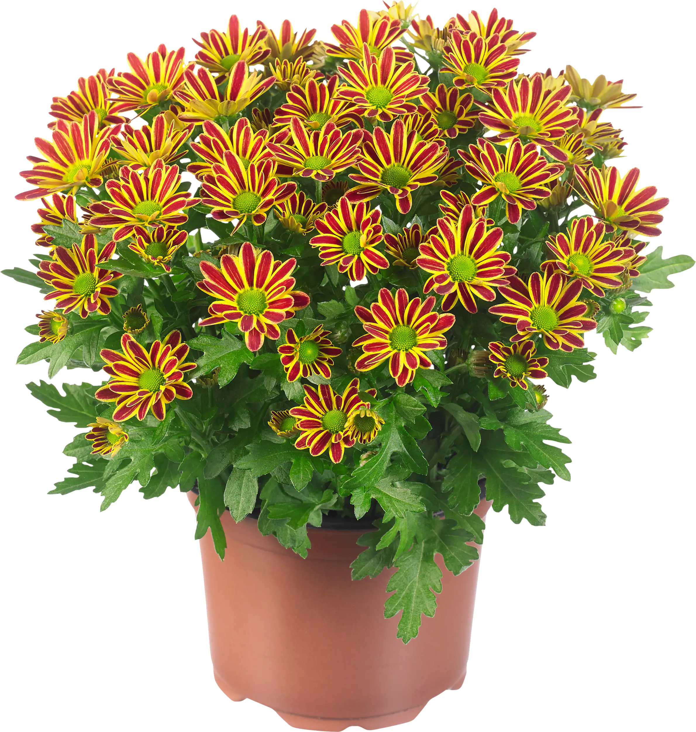 8717432562953_05 Chrysantheme Swifty H ca 20 cm 10,5 cm Topf