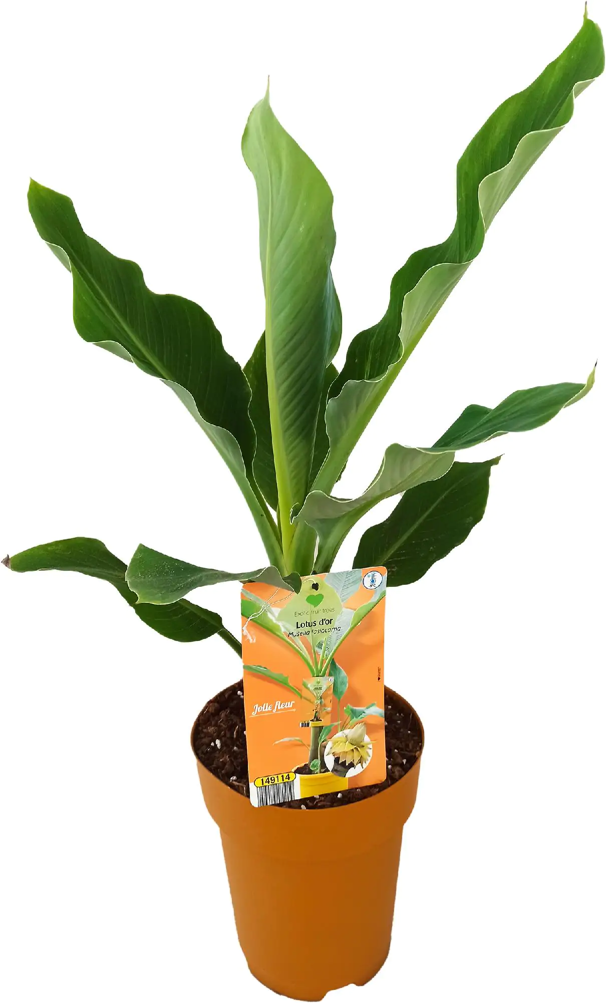 Bananenpflanze Musa H ca 80 cm 25 cm Topf