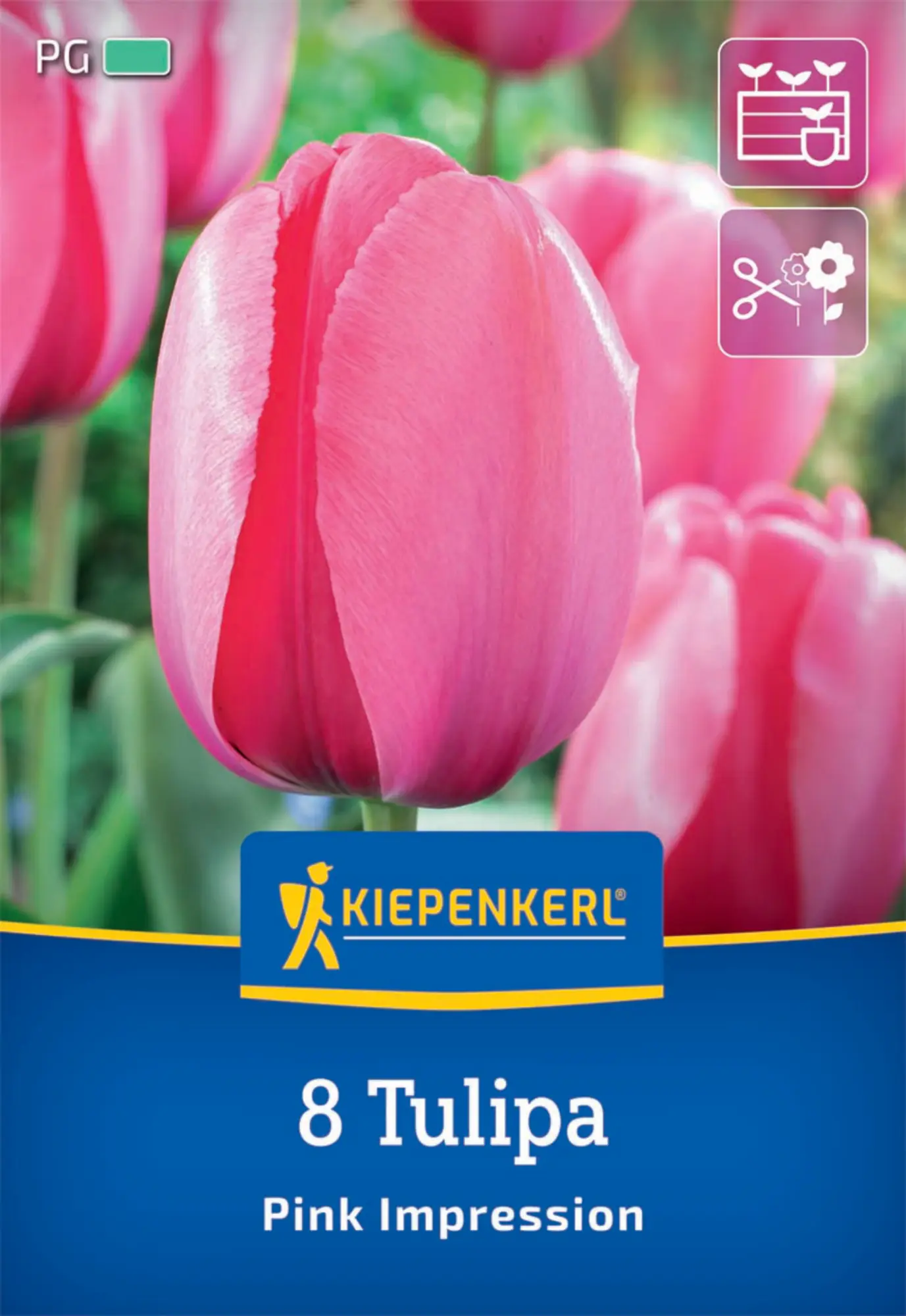 Kiepenkerl Herbstblumenzwiebel Darwin-Hybrid-Tulpe Pink Impression 8 Pflanzen