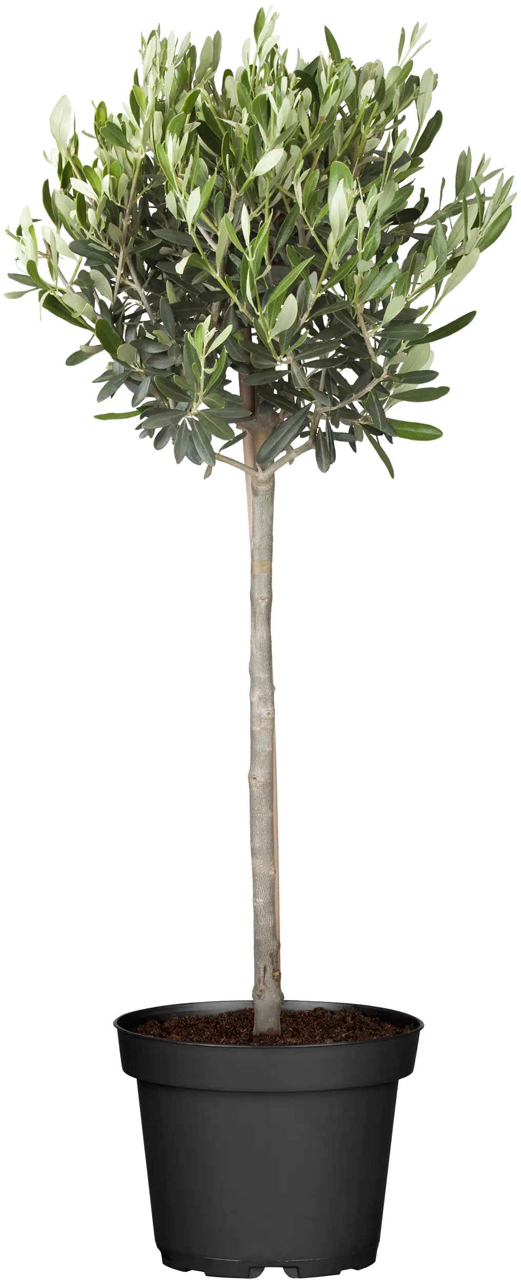 Olivenbaum 20 cm Topf
