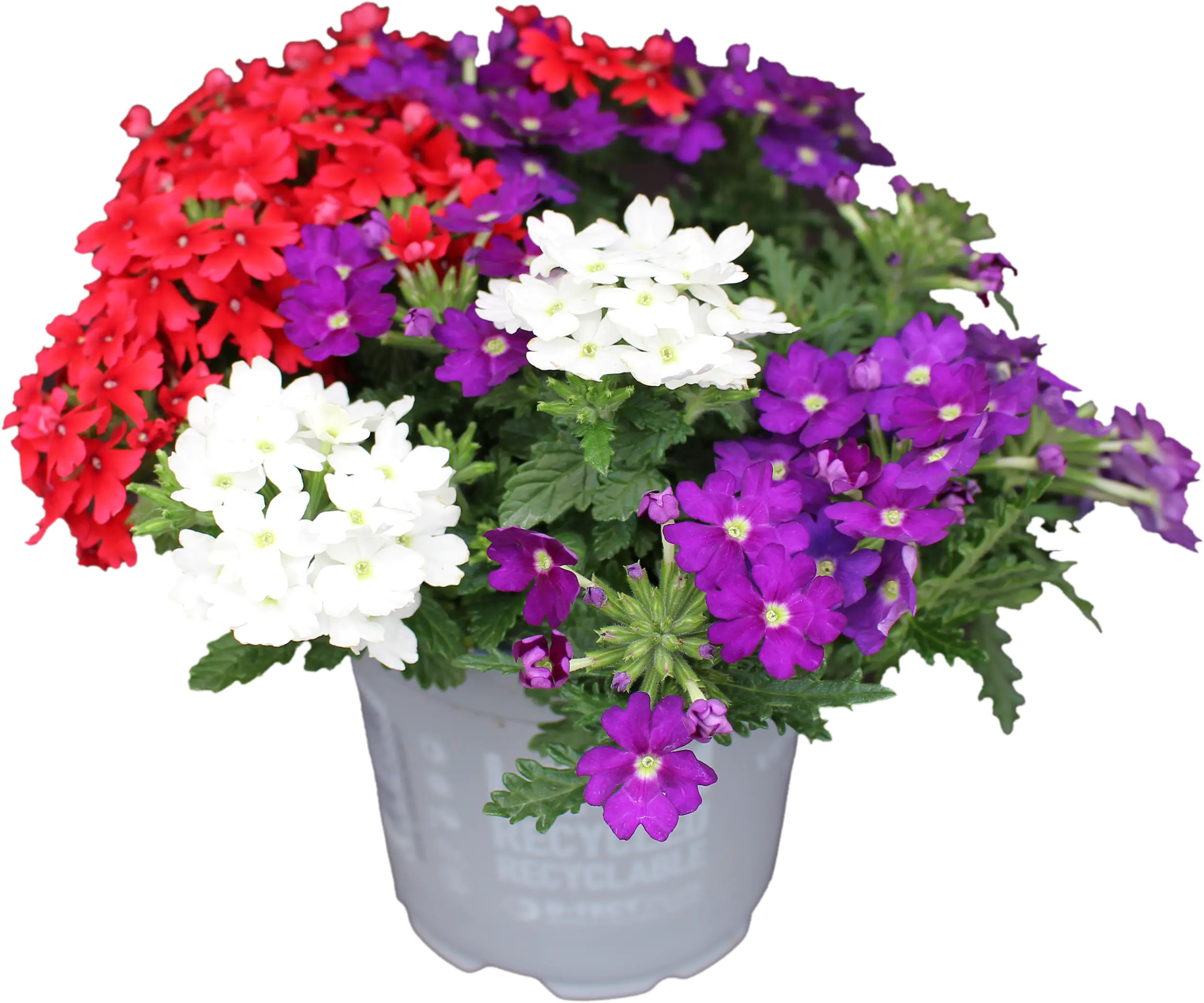 Verbena Eisenkraut dreifarbig 12 cm 