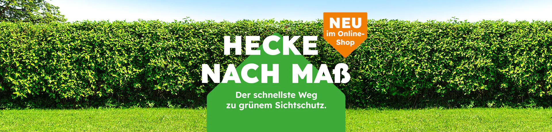 Heckenpflanzen günstig online kaufen Globus Baumarkt