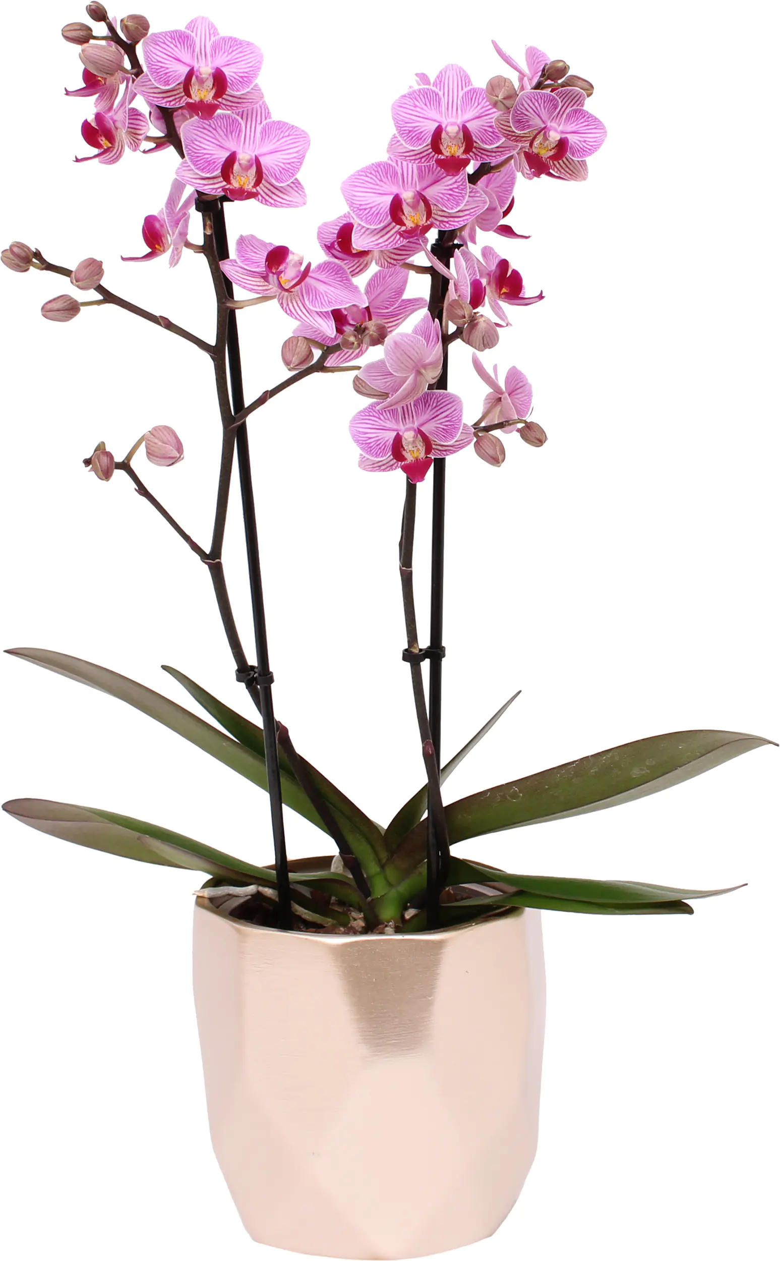 Orchidee Phalaenopsis Multiflora 2 Trieber 12 cm Topf im trendy Metallicflächen Keramiktopf