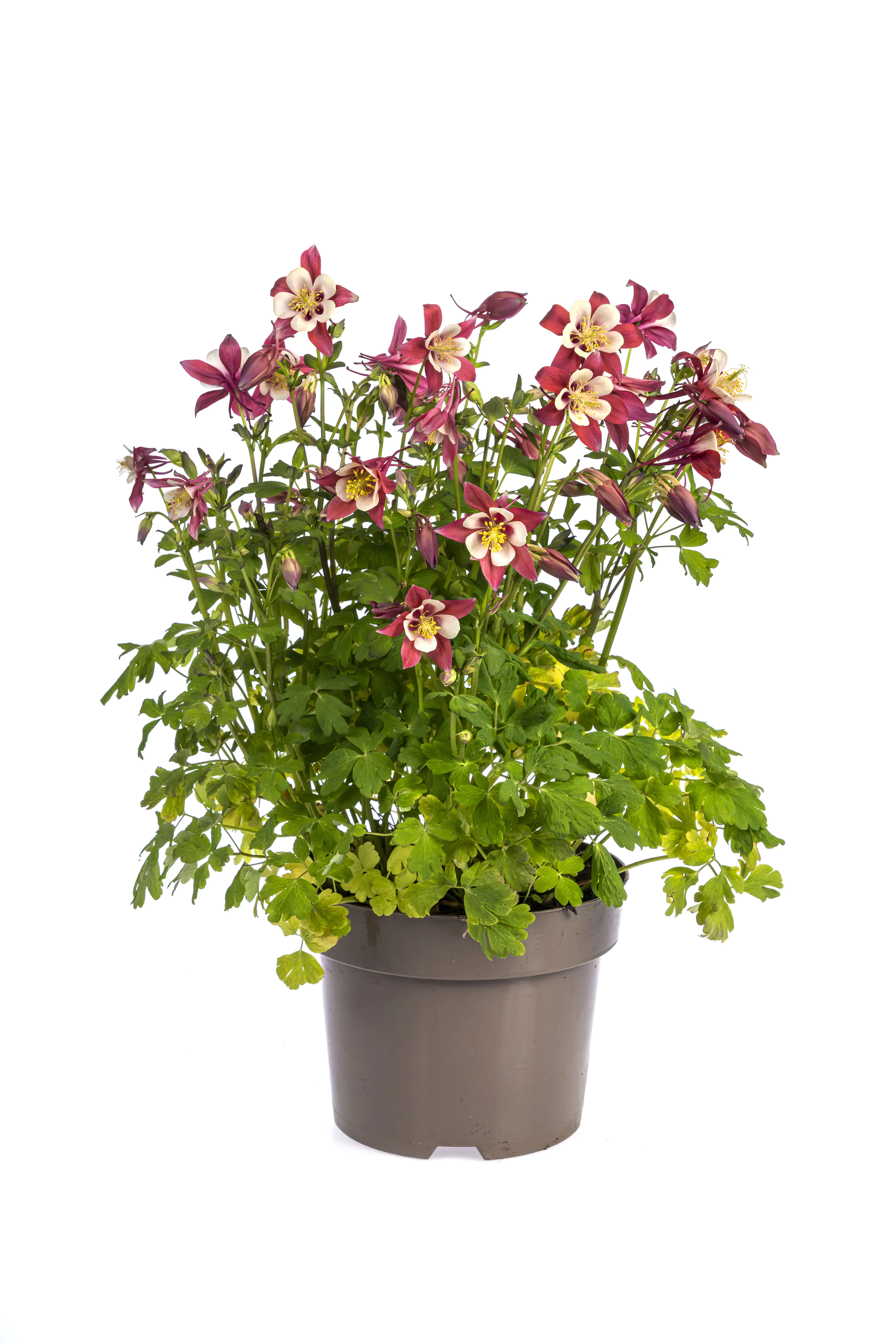 Akelei Aquilegia caerulea 'Kirigami' 19 cm Topf