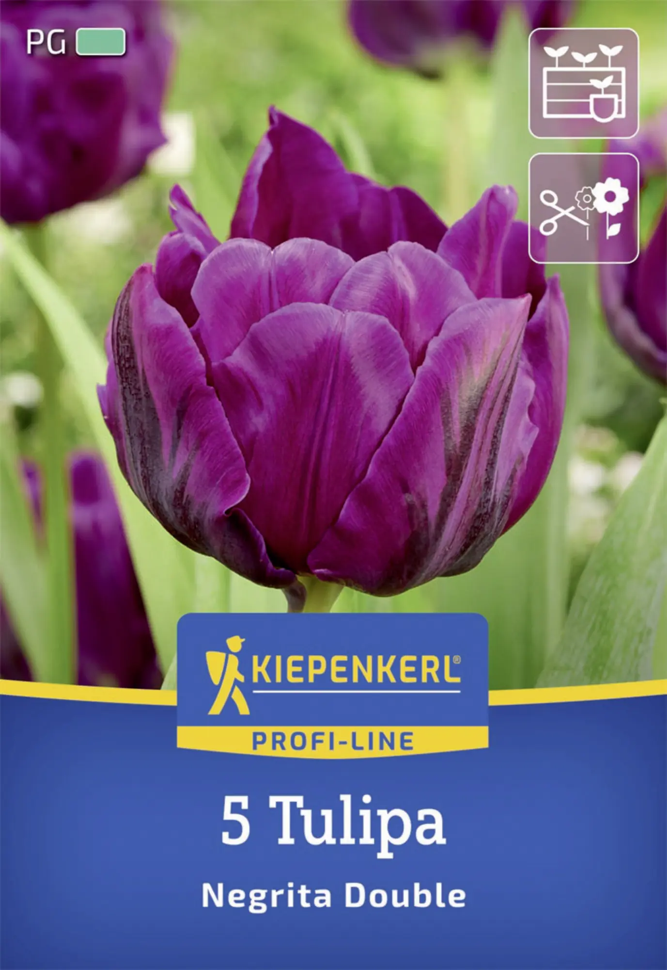 Kiepenkerl Herbstblumenzwiebel Profi-Line Tulpe Negrita Double 5 Stück