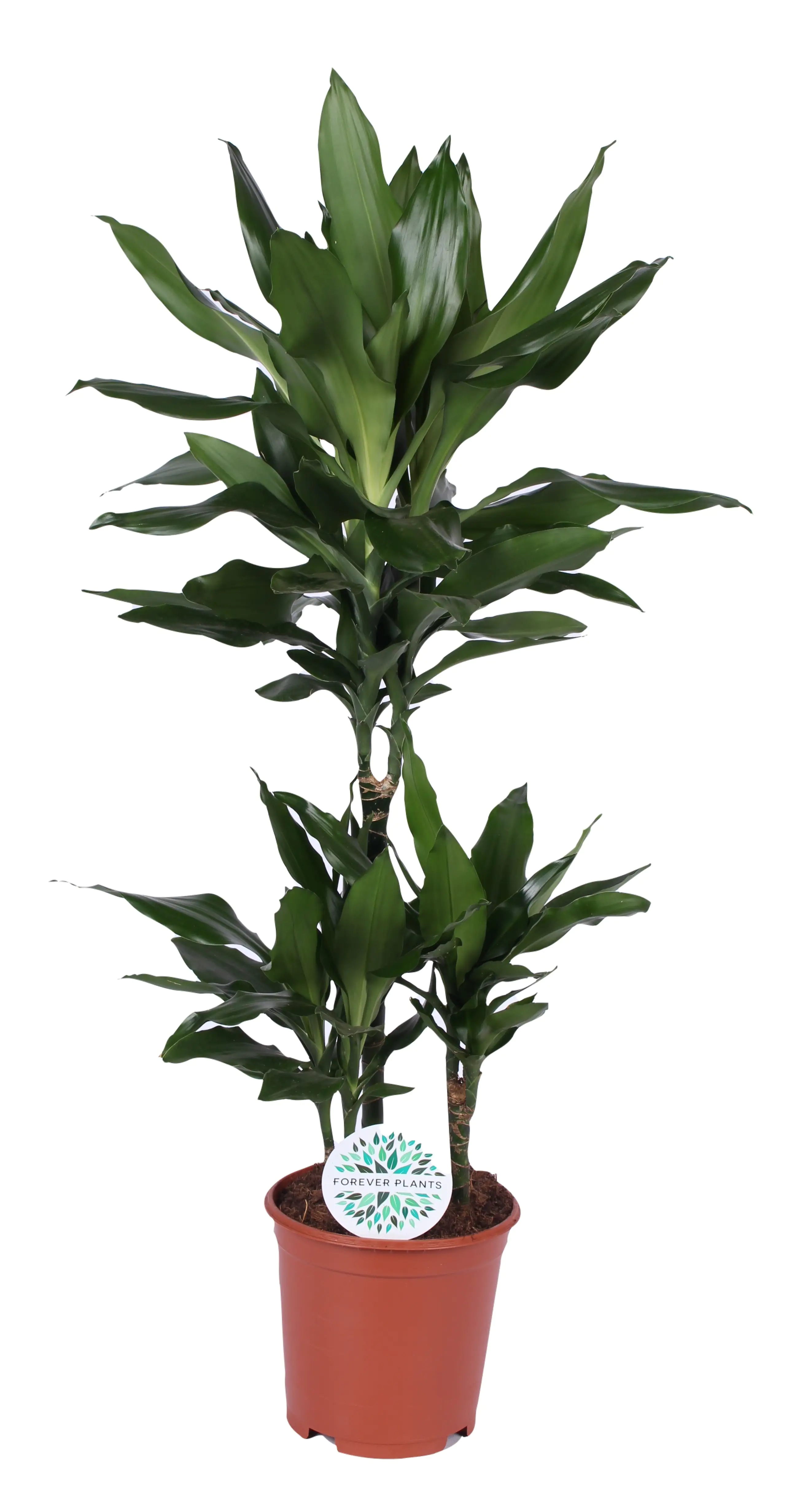 Drachenbaum Dracaena Janet Lind H ca. 90 cm 21 cm Topf