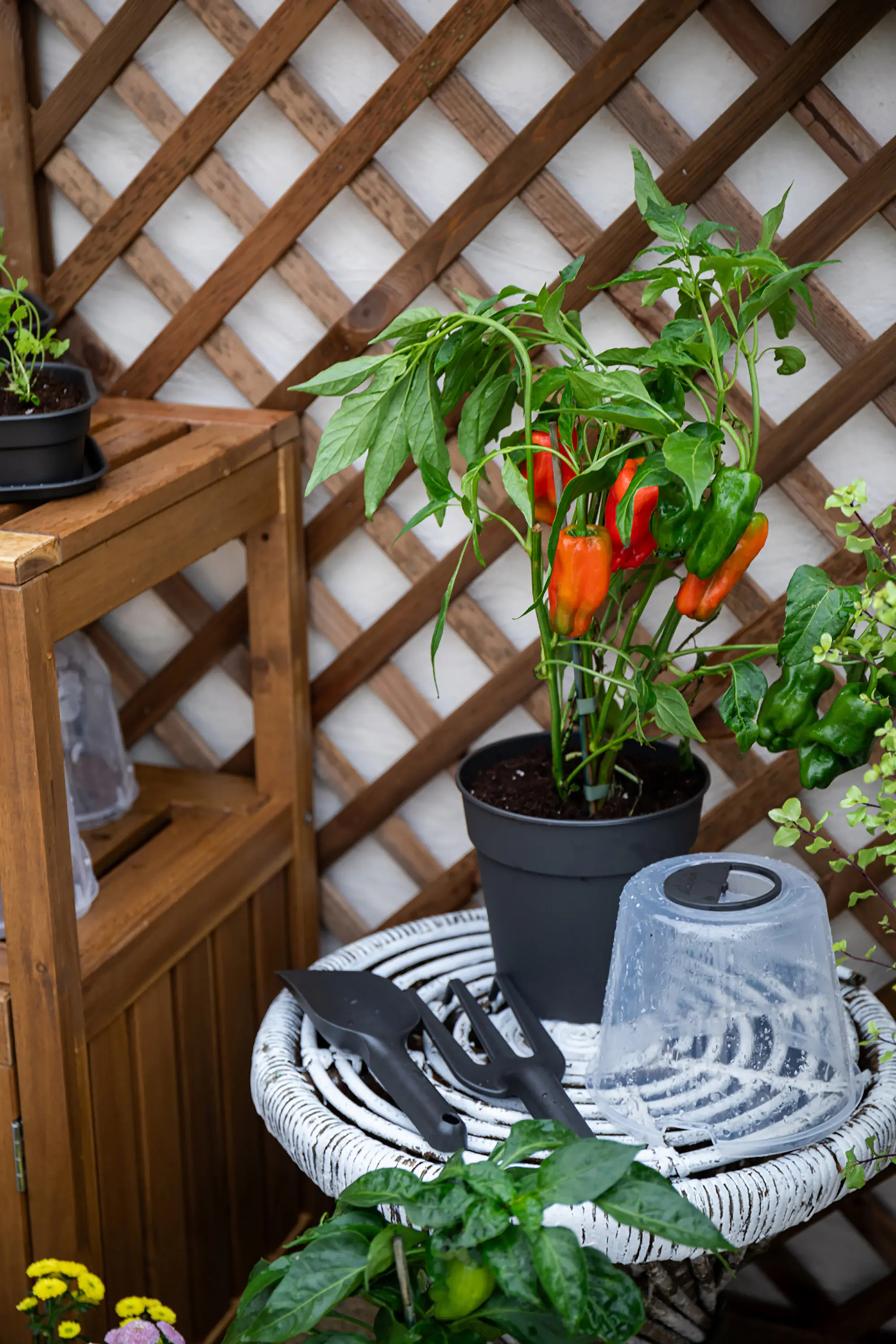 Artevasi Anzuchttopf Madagascar Kunststoff trockengrün Ø 19 x 17 cm 