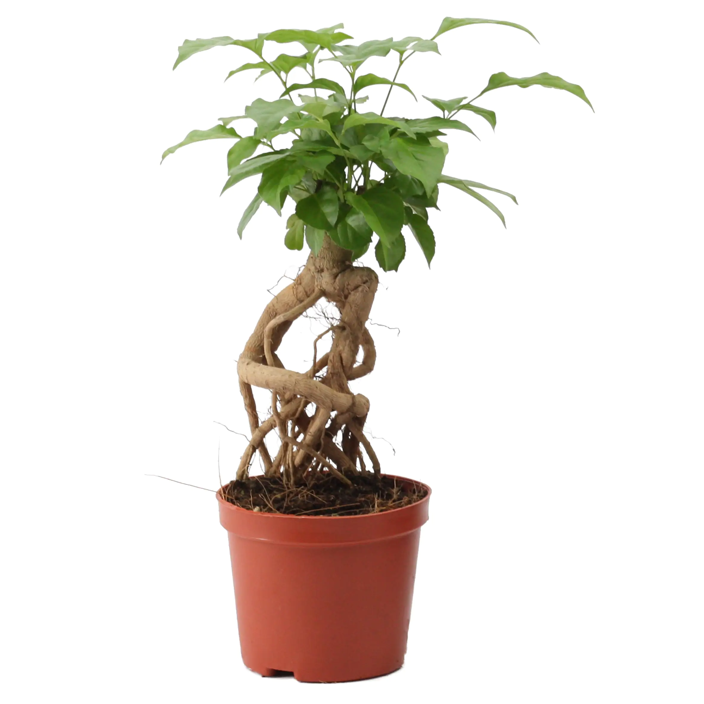 Zimmeresche Radermachera Mangrove H ca. 50 cm 19 cm Topf