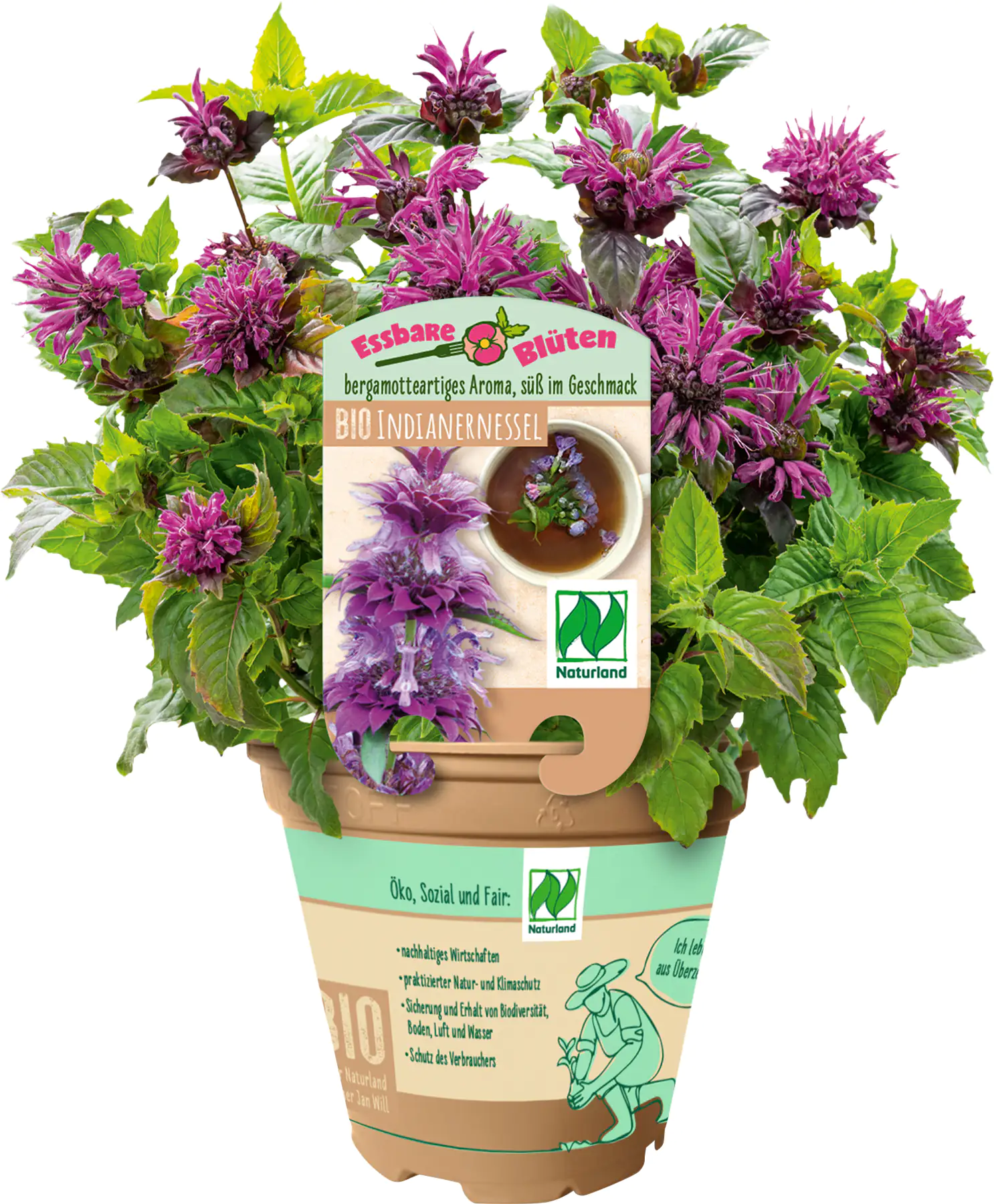 Indianernessesl Monarda 13 cm Topf