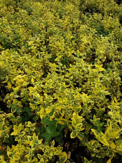 Spindelstrauch Emerald gold 0,5 l Container Spindelstrauch Emerald gold 0,5 l Container