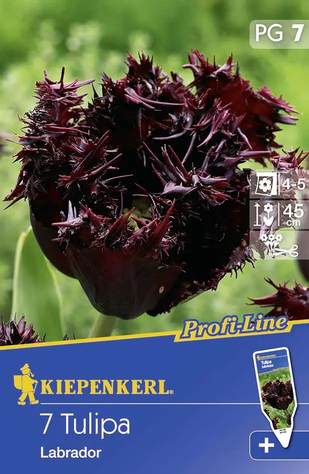 Kiepenkerl Blumenzwiebel Tulpe Labrador Tulipa x Hybrida, Inhalt: 7 Stück
