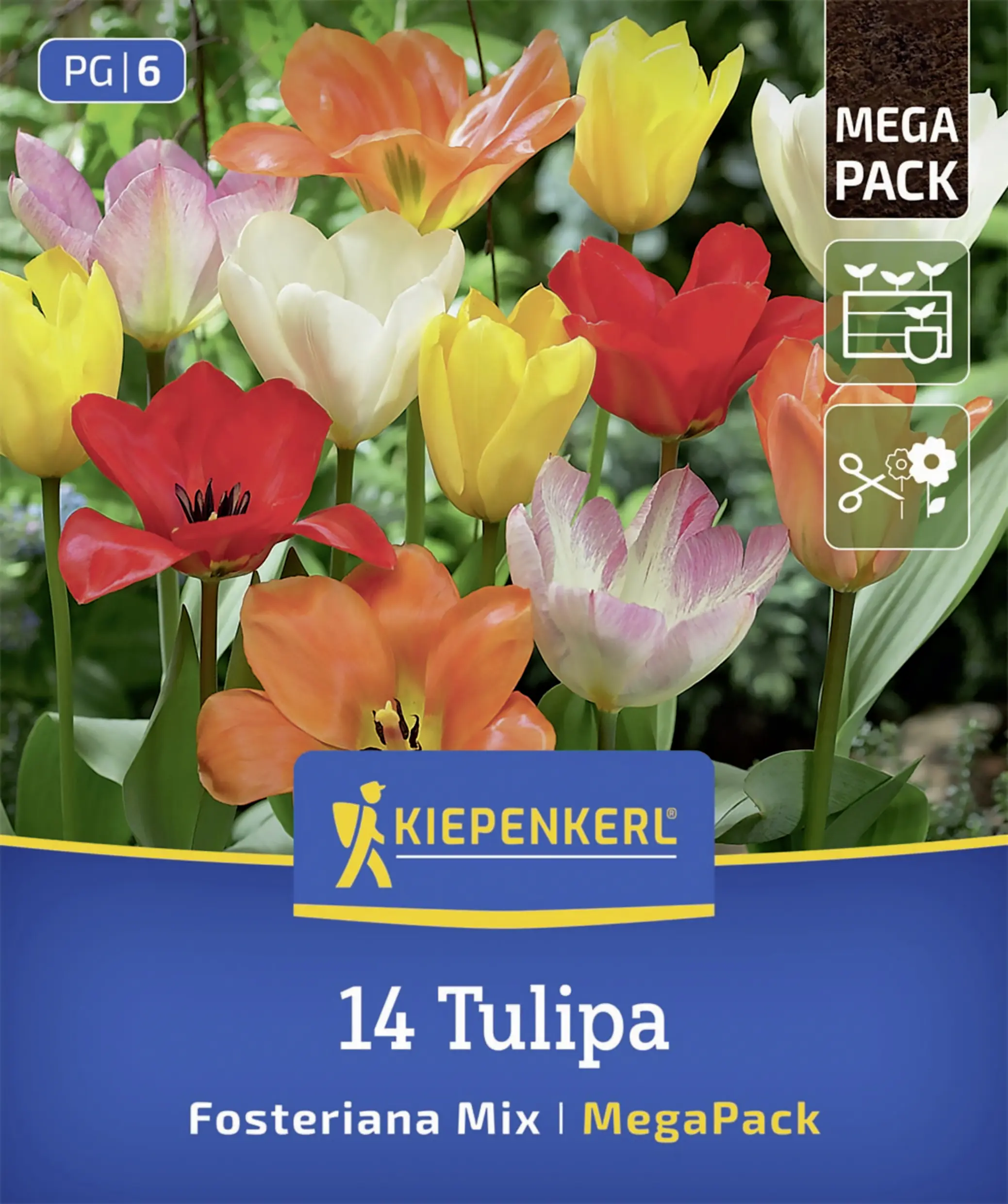 Kiepenkerl Mega-Pack Fosteriana-Tulpenmischung mehrfarbig 14 Stück
