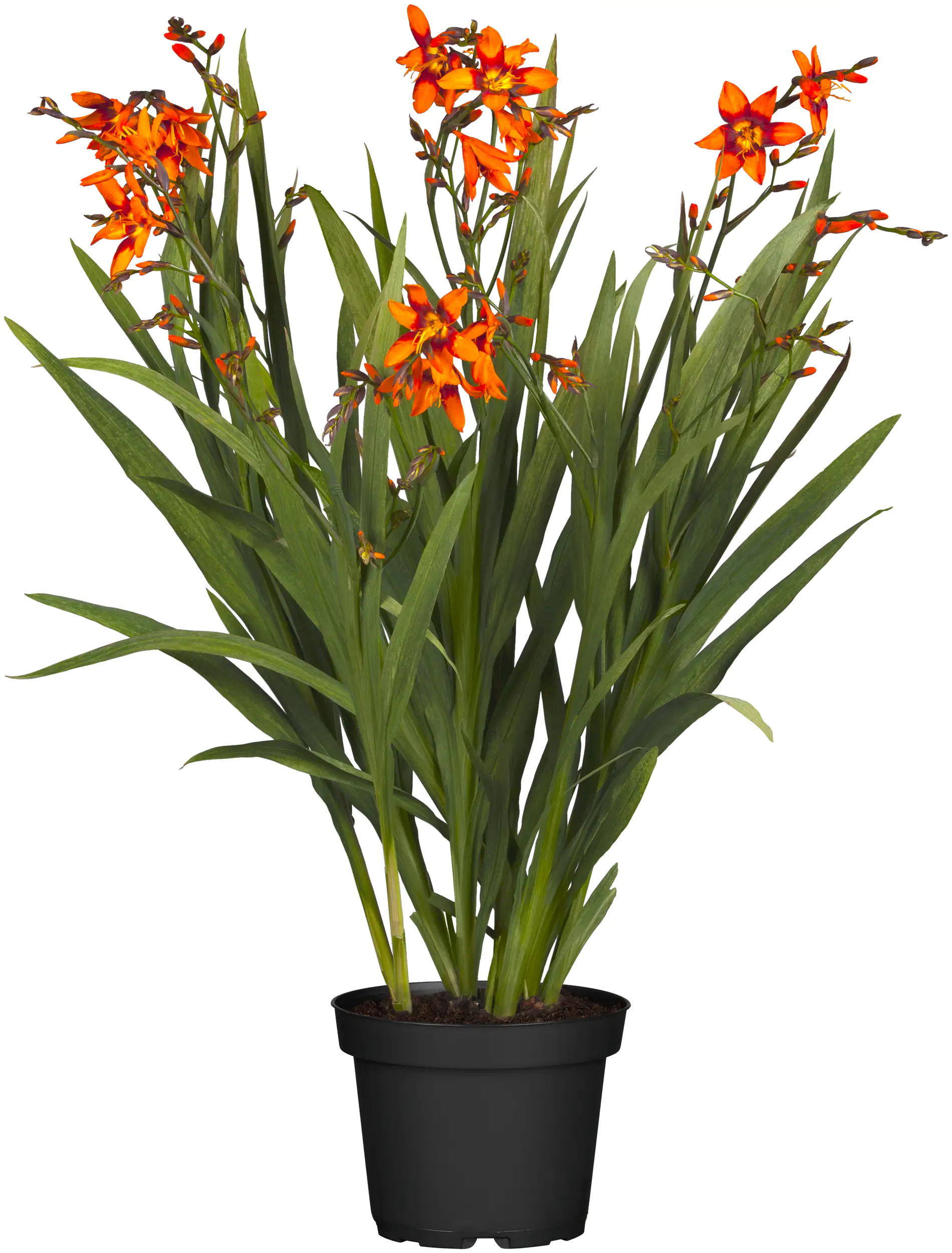 Mondbretia Crocosmia H ca 40 cm 23 cm Topf Mondbretia Crocosmia H ca 40 cm 23 cm Topf