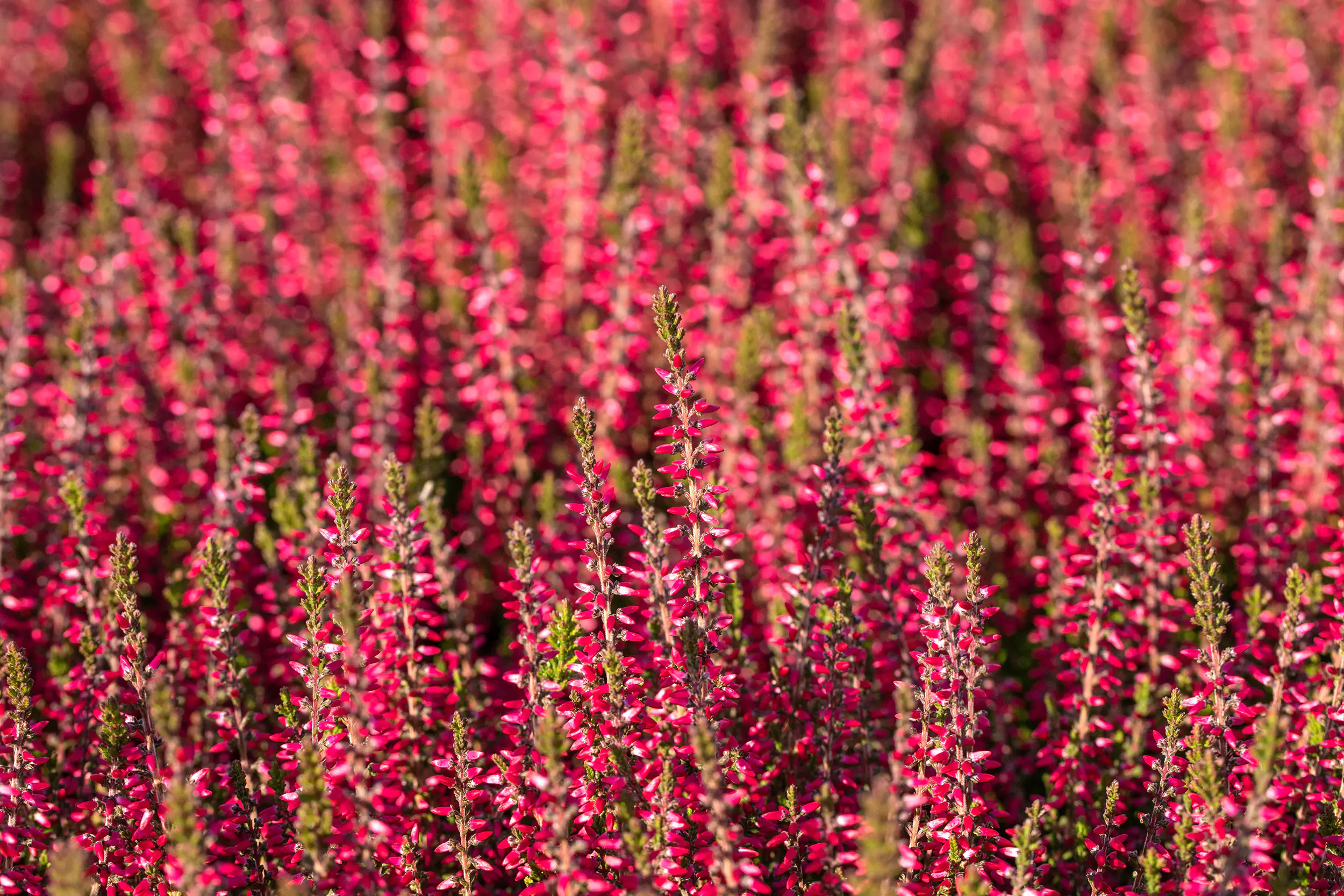 Herbst Quattro Mix im 11 x 11 Viereck-Topf