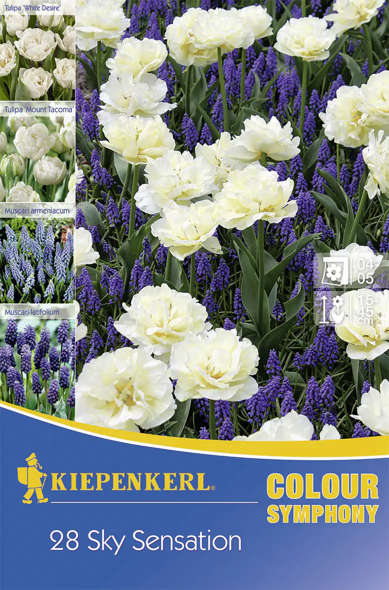 Kiepenkerl Blumenzwiebeln Colour Symphony Sky Sensation Inhalt: 28 Stück