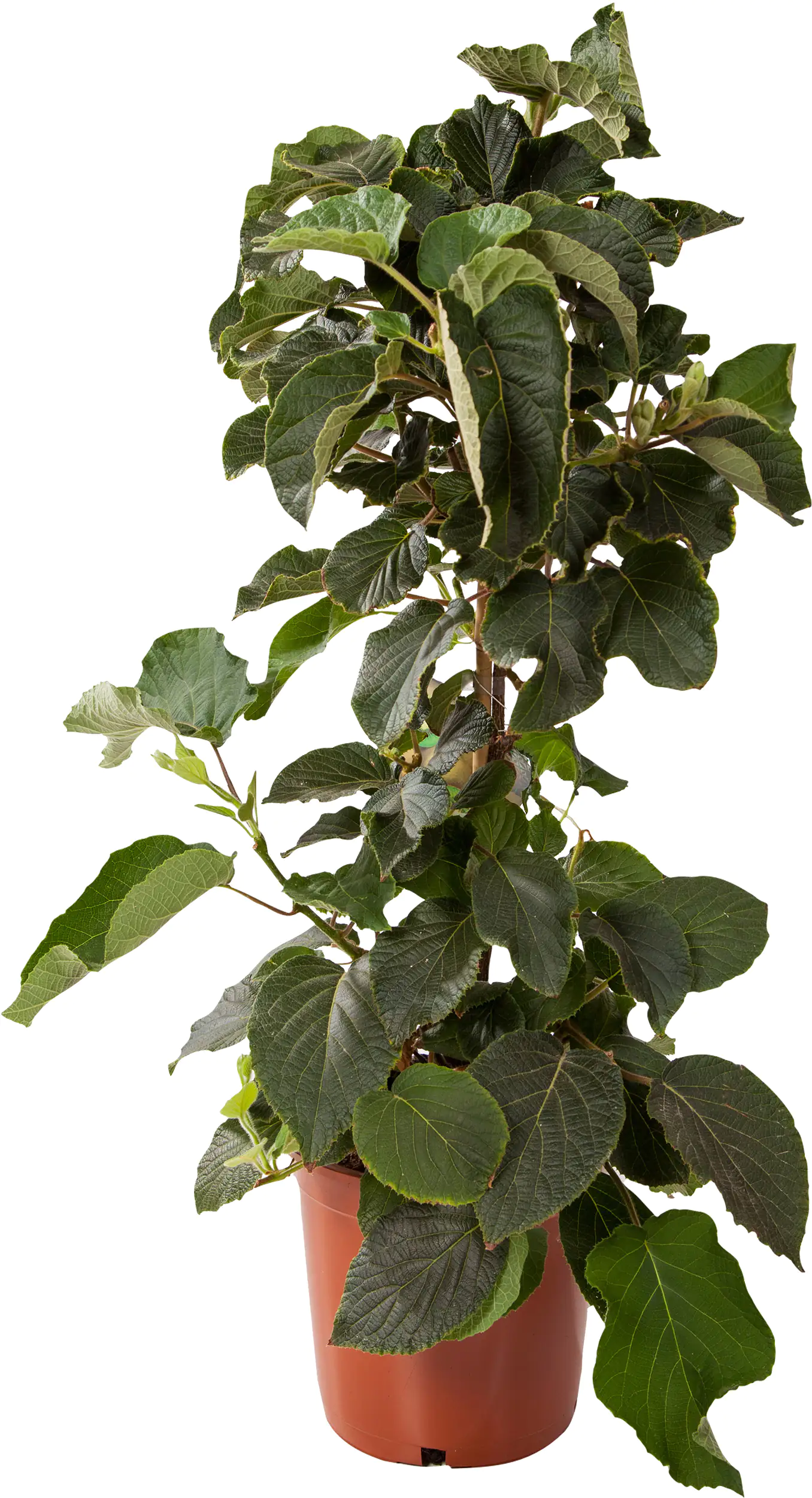 Kiwipflanze Actinidia H ca 80 cm 20 cm Topf